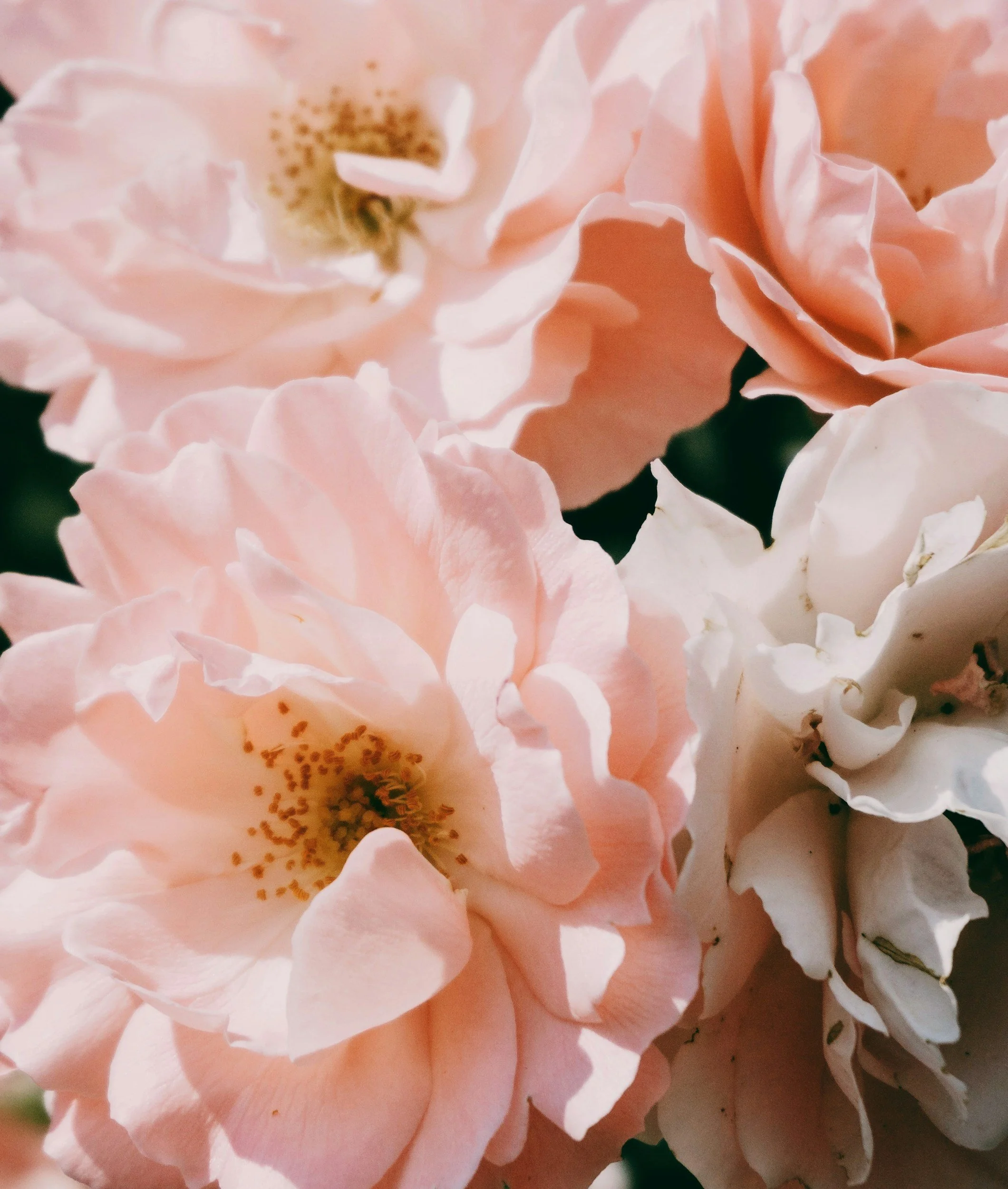 unsplash-image-6Xz7oFdVXsg.jpg