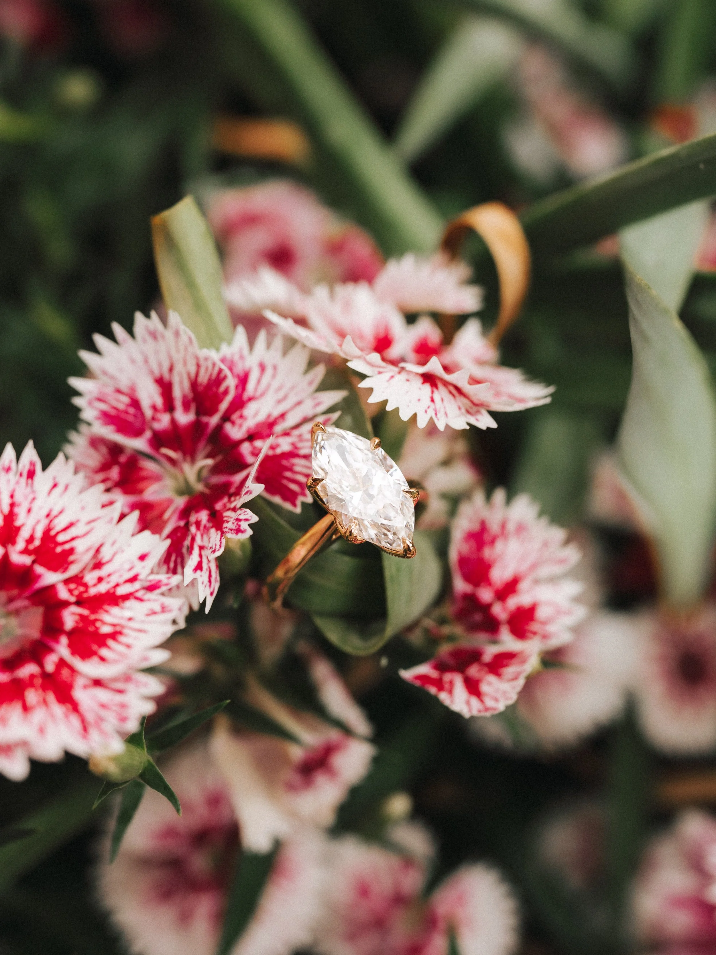  Macro detail shot of a marquise cut diamond engagement ring on pink dianthus flowers at the Fort Worth Japanese Gardens. 