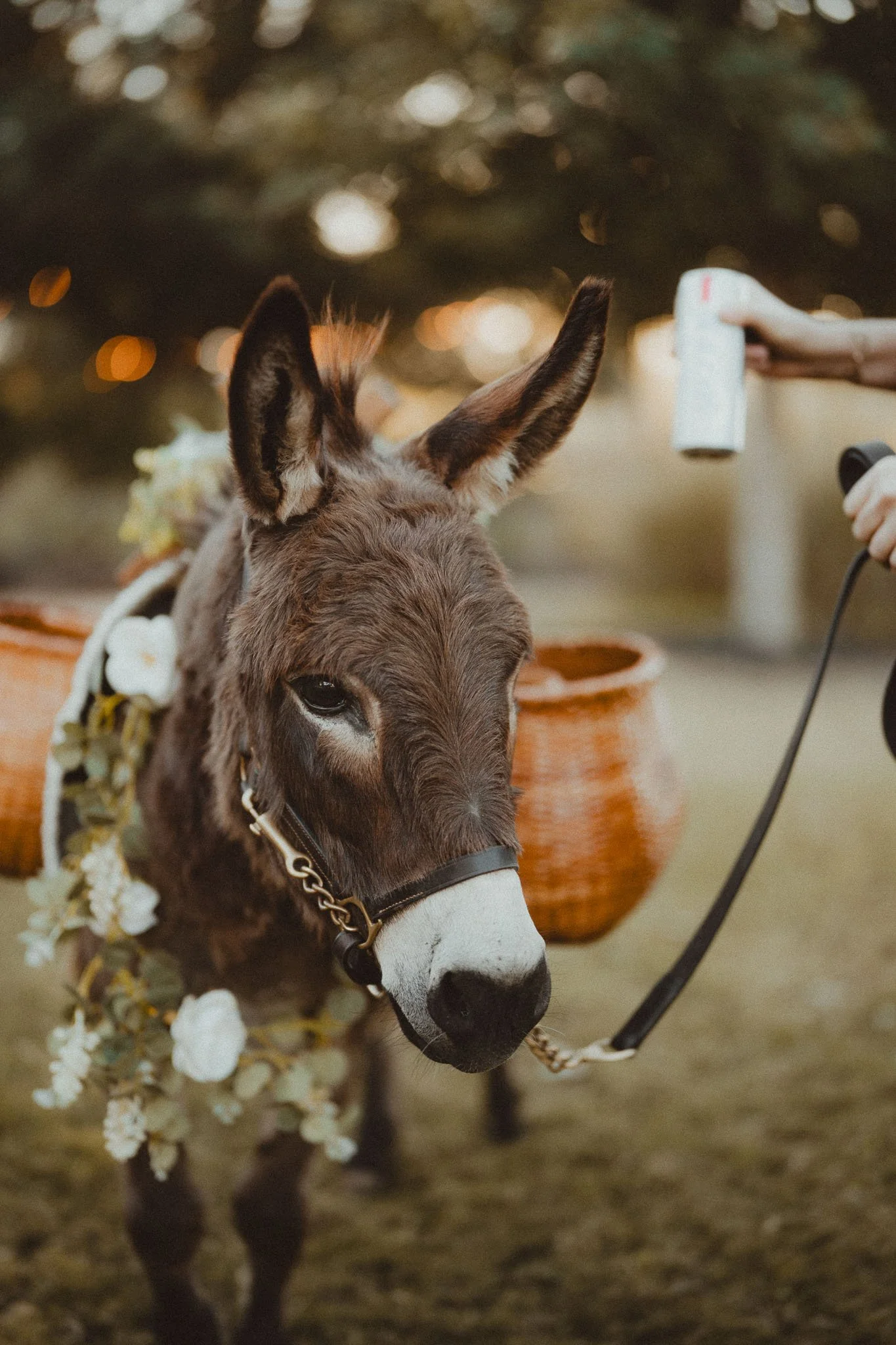 wedding-beer-donkey-close-up.jpg