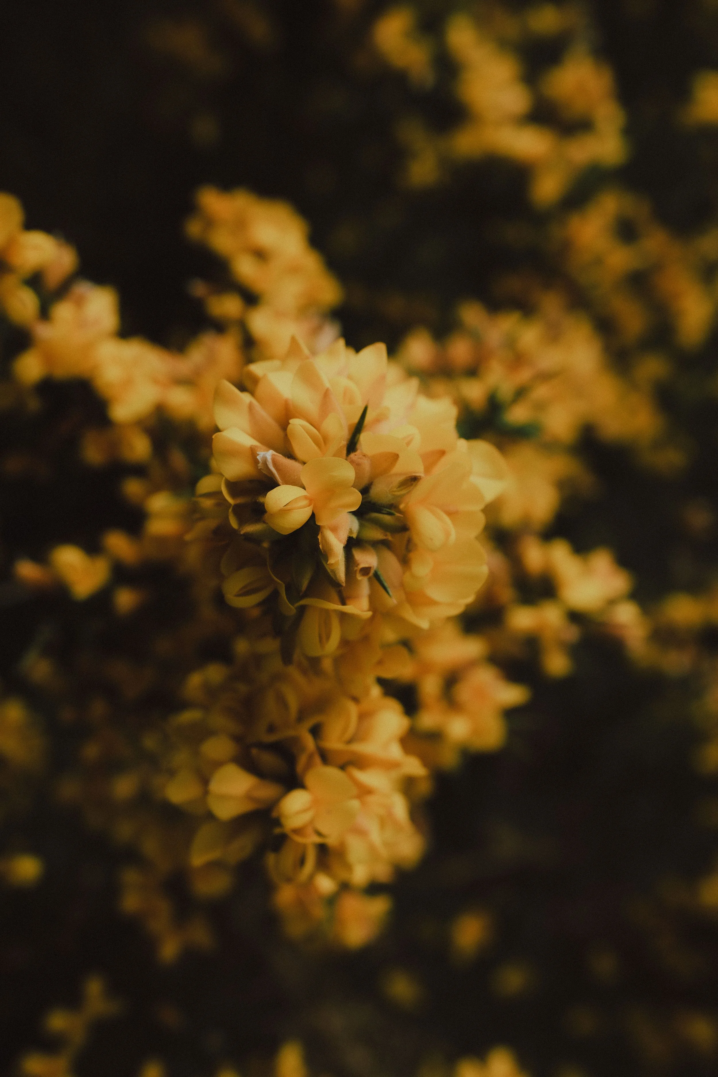 yellow-flower-isle-of-skye.jpg