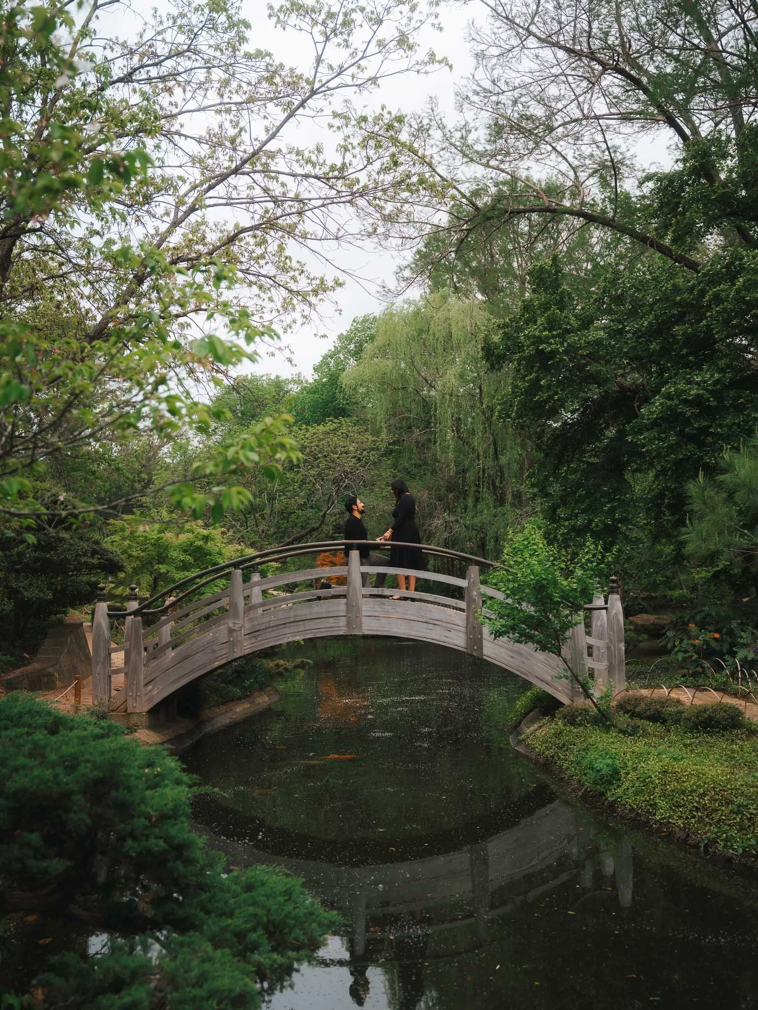 A Dallas, Texas surprise proposal session at the Fort Worth Japanese Gardens fearing a man proposing on the moon bridge surrounded by lush greenery.