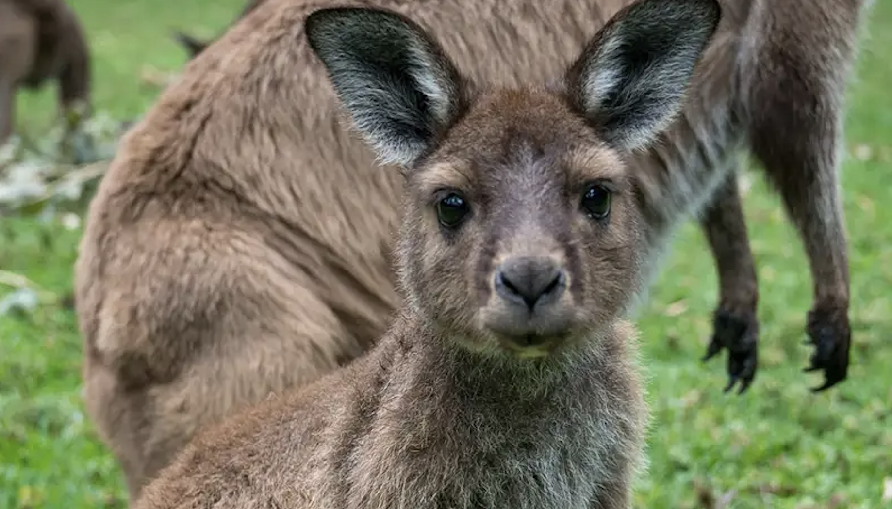 healesville sanctuary kangaroo.png