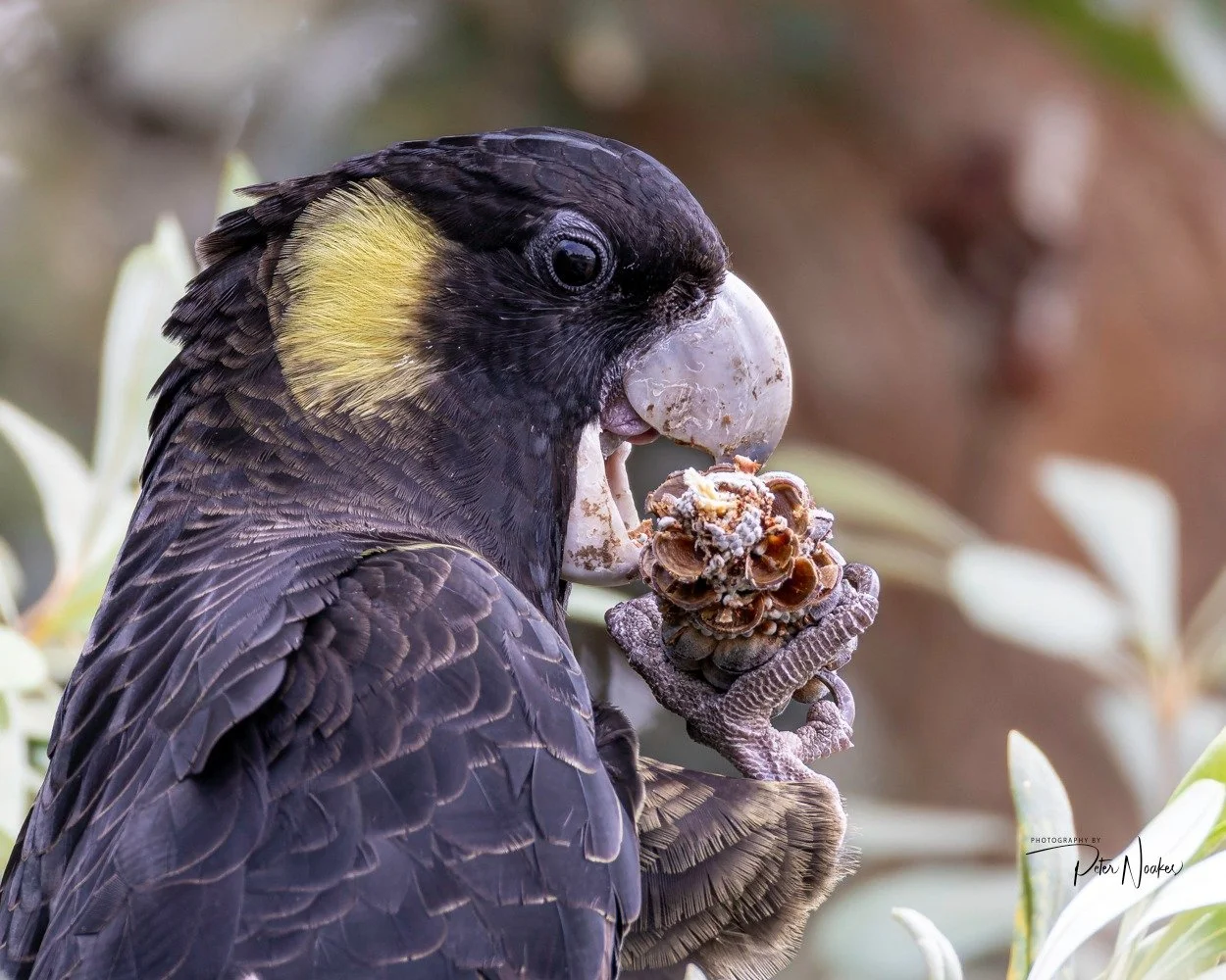 Feathered Wonders of Shoalhaven Heads