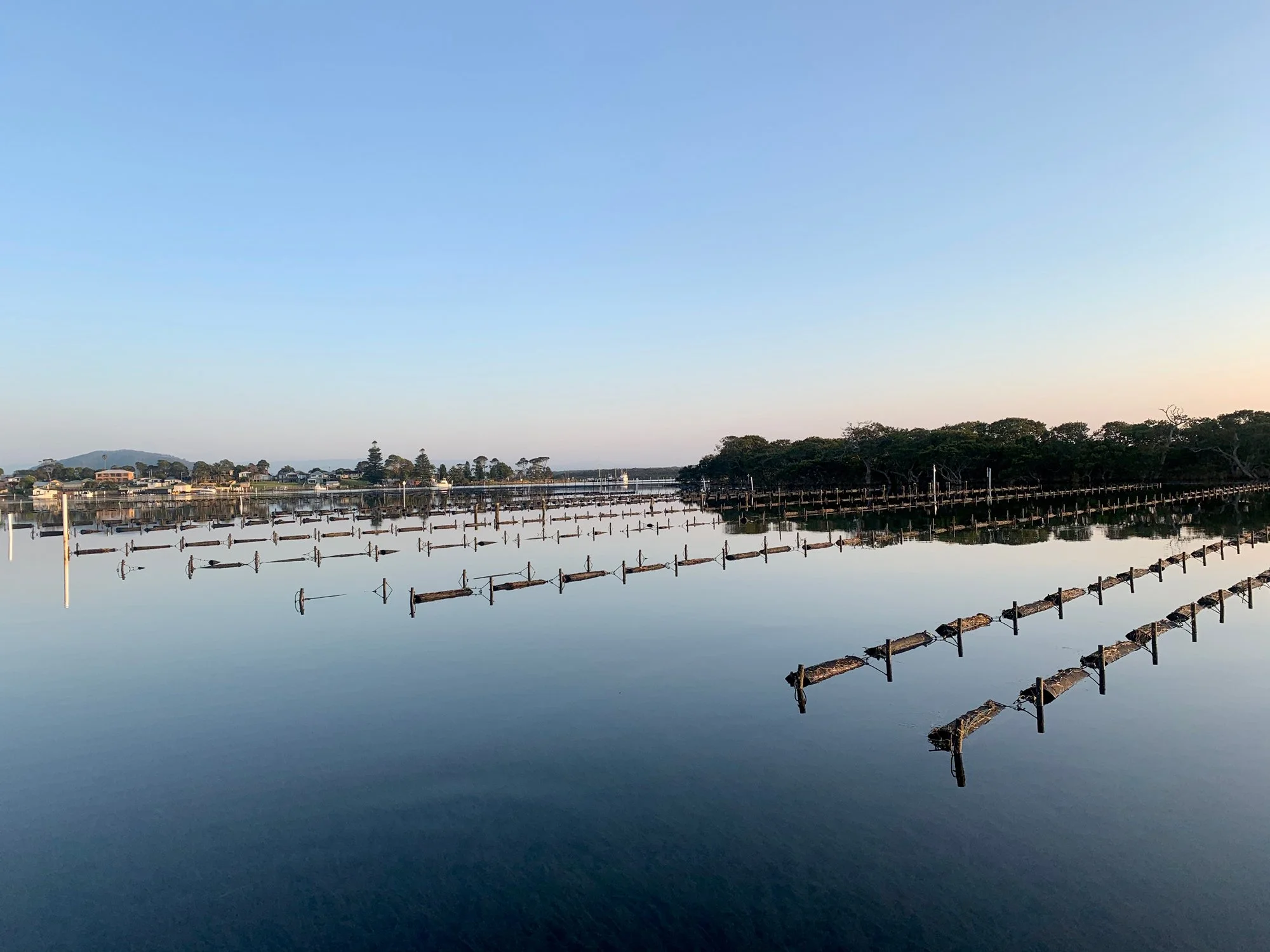 Rows of Bel's Oysters leases on the calm Shoalhaven River at dawn near Greenwell Point