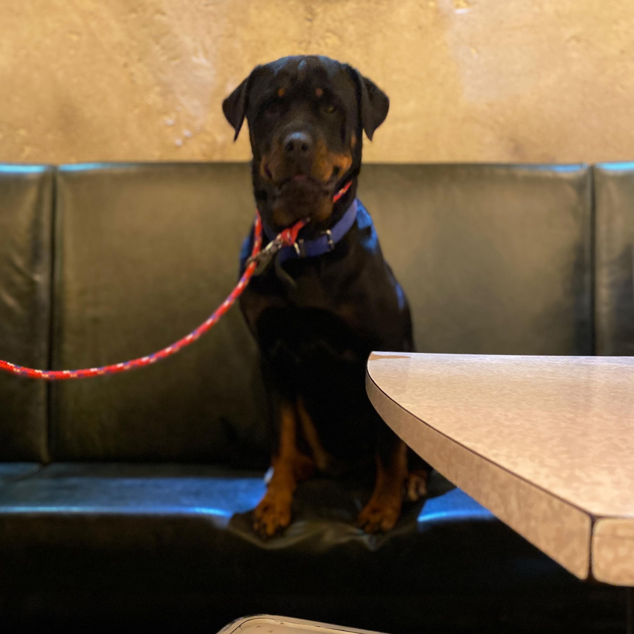 This is Millie! She took the @blackcatcruises #ferry over from #diamondharbour last night to watch her humans eat and drink @eruptionbrewing. Come back soon Millie!