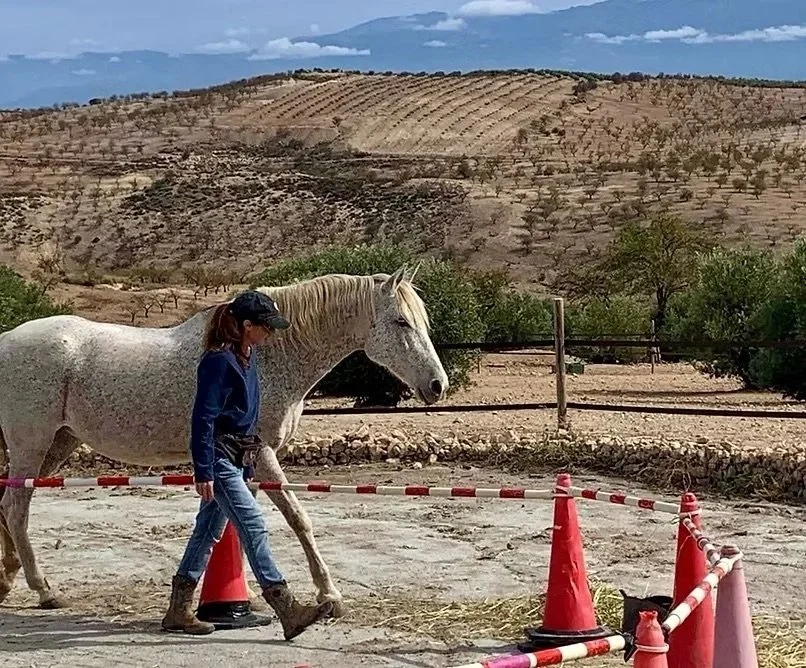 Woman leading a white horse inside a fenced area with orange cones, with a hilly, dry landscape and sparse trees in the background.