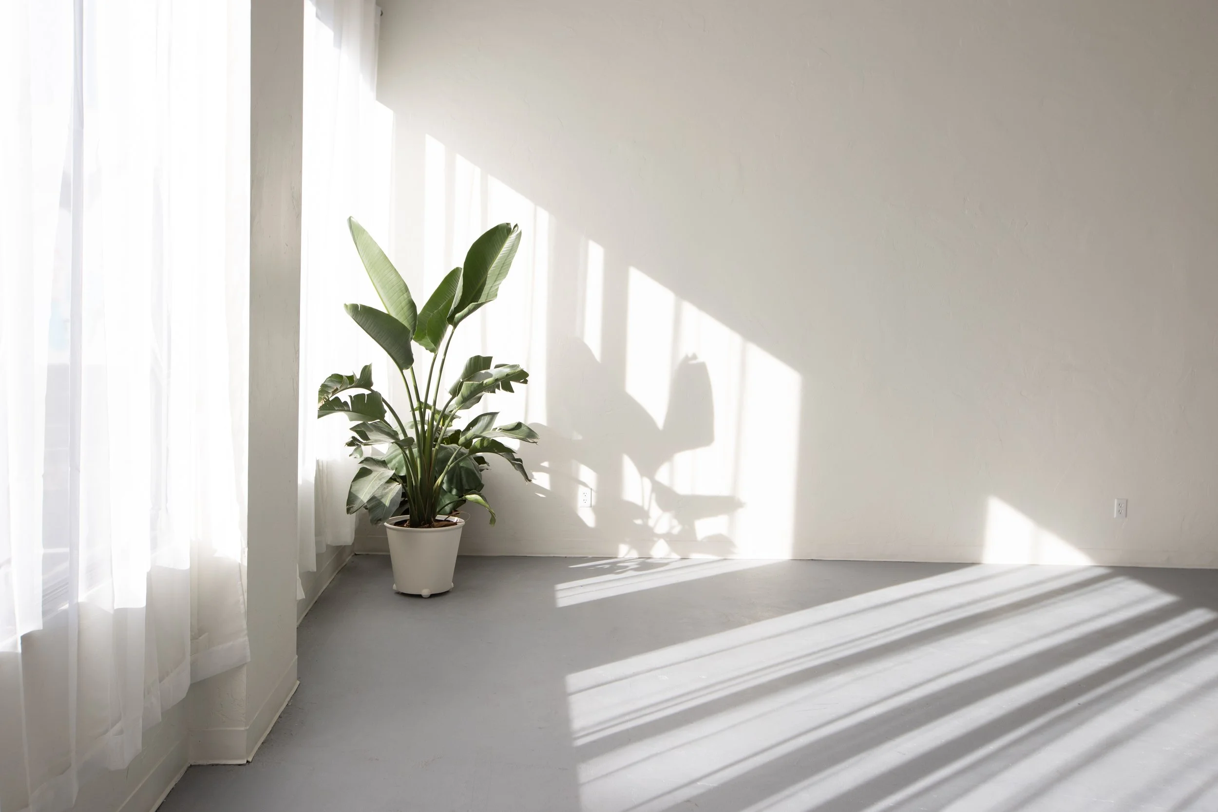 Softly lit corner with potted plant

A peaceful moment in a sunny nook, where light spills across the floor near a tall potted plant and crisp white curtains.