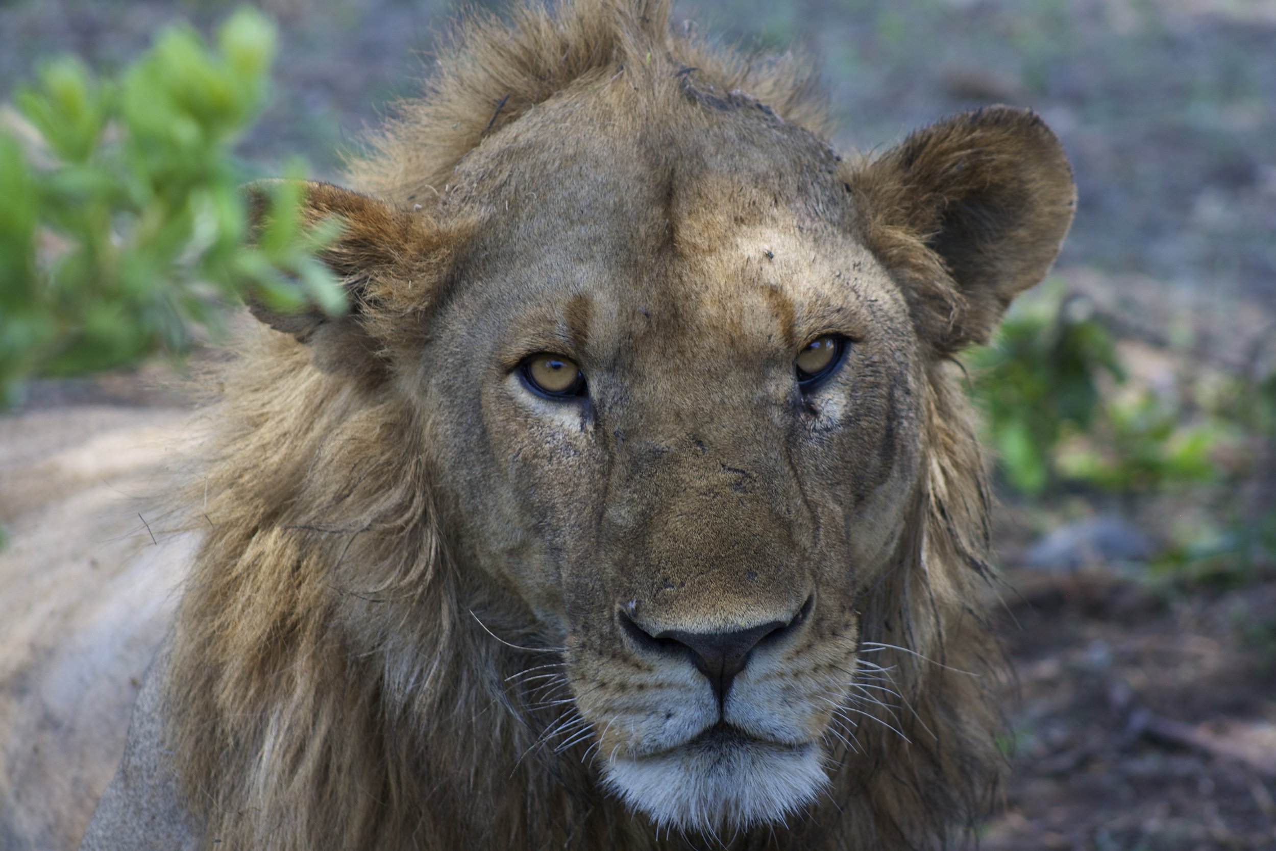 People, Livestock, and Carnivores: Social Dimensions of Coexistence in Northern Tanzania