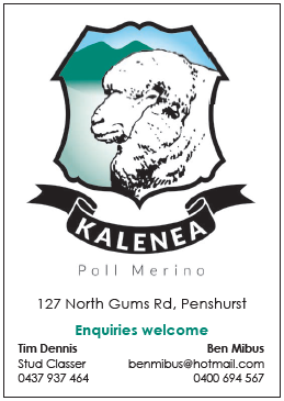Kalenea Poll Merino On-Property Ram Sale