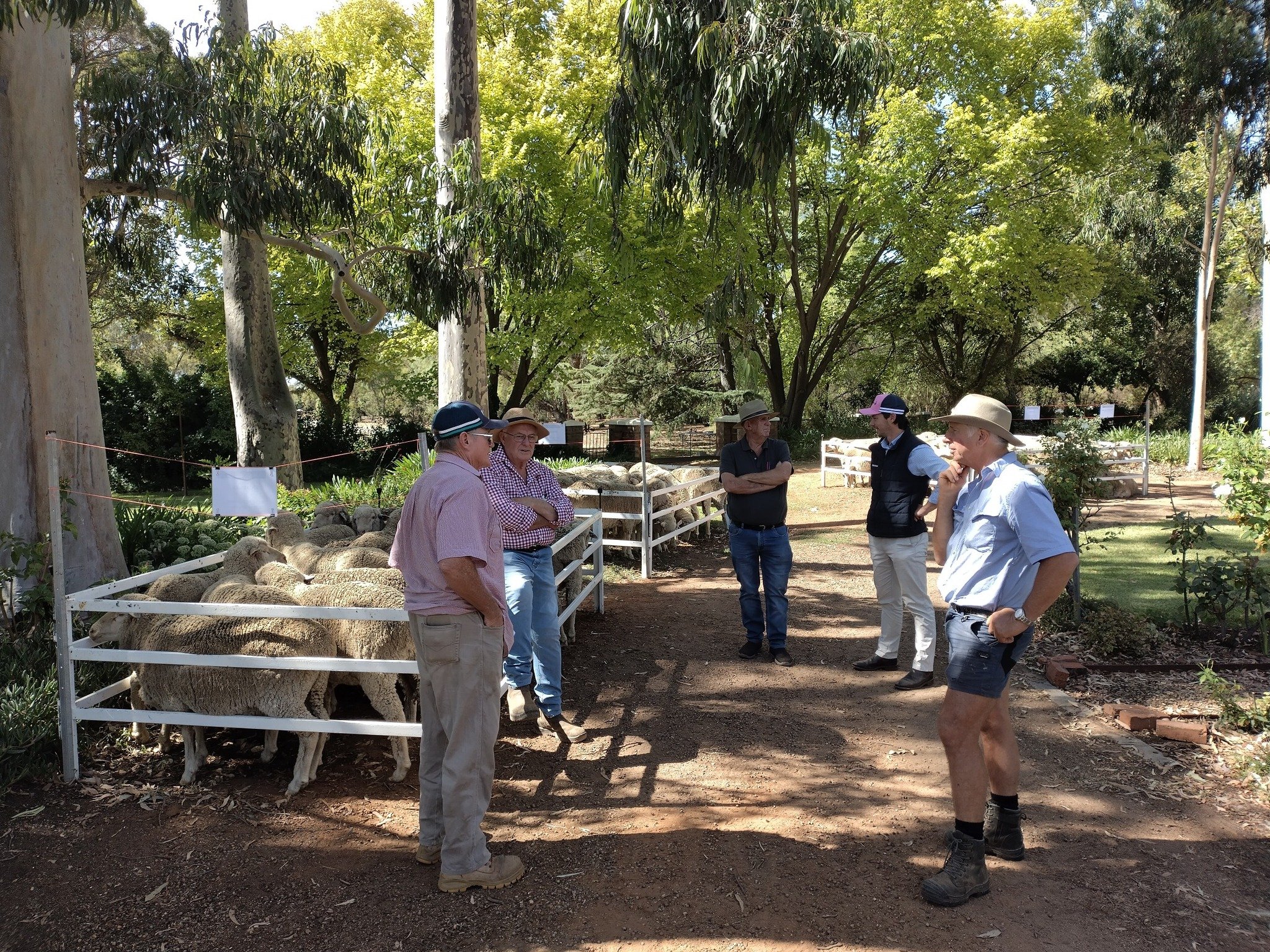 Terrick West On-Property Ram Sale