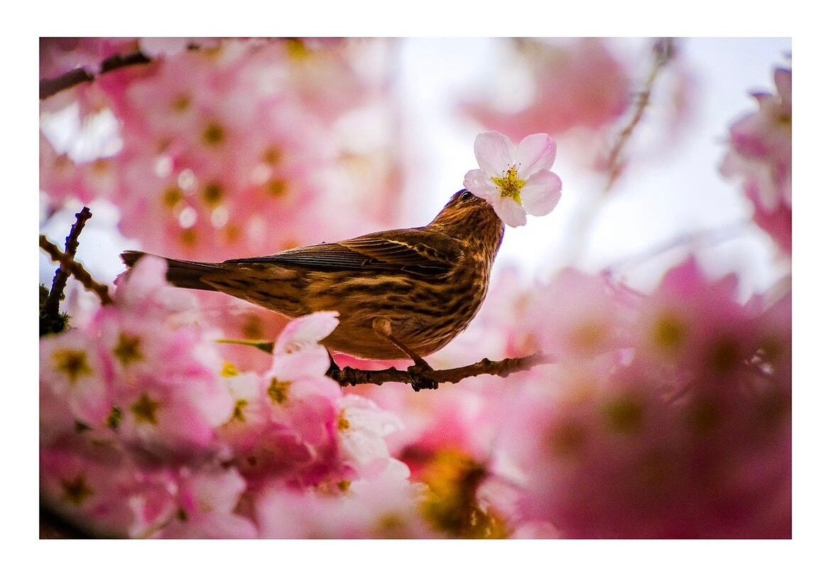 Feature Friday! 
&bull;
Photos by: @jyoonfilms 
&bull;
For a chance to be featured, tag us in your photos or use the hashtag #ubcphotosoc! 
&bull;
&bull;
#ubcphotosoc #ubc #photography #aesthetic  #ubcstudentlife #nature #naturelovers #birds