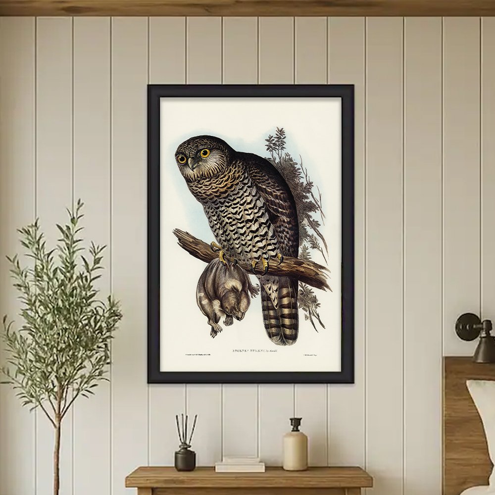 Powerful Owl (Athene strenua)