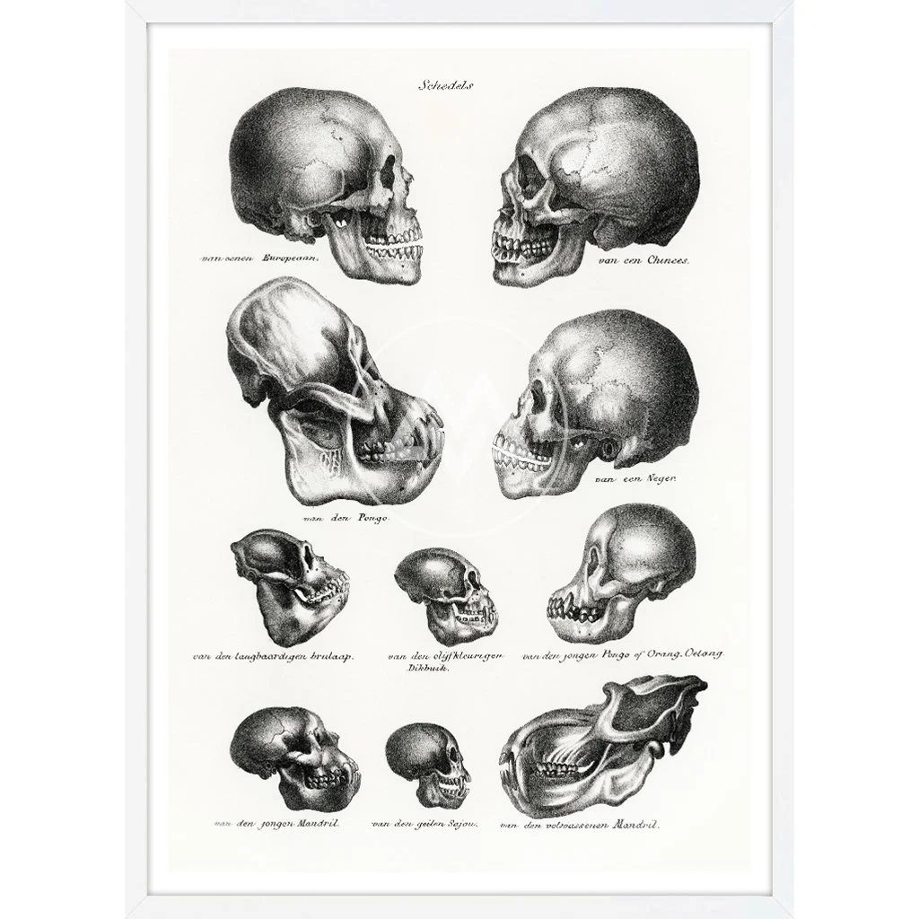 WhiteTimber_Anatomy03.jpg