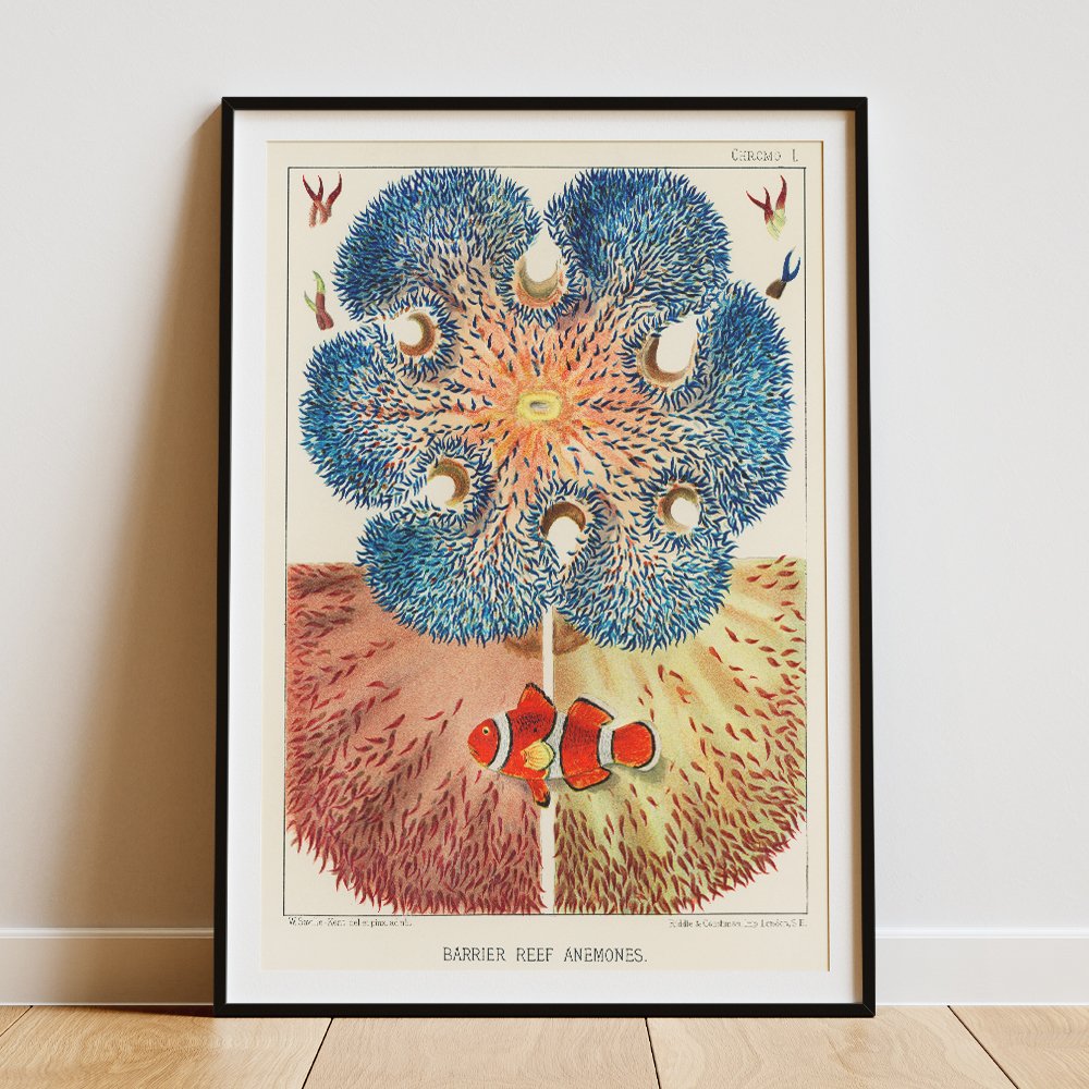 Great Barrier Reef Corals - I