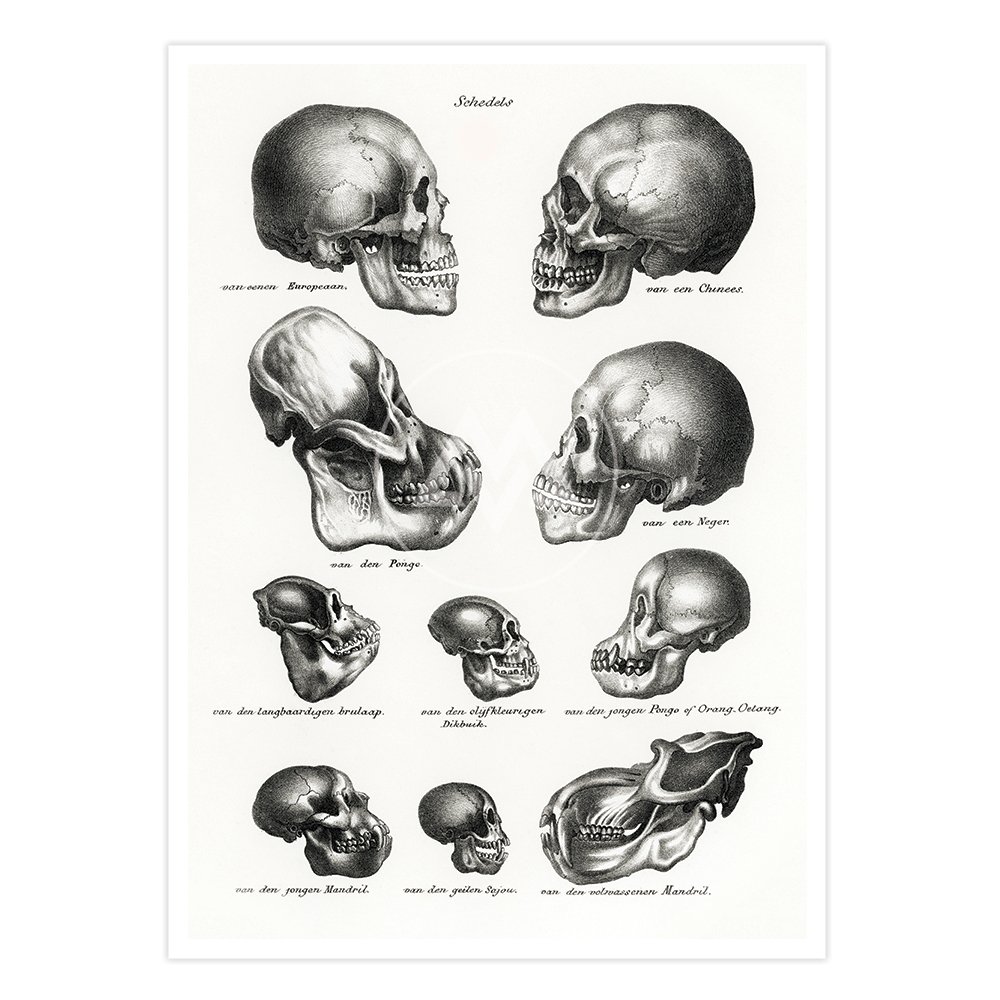 ArtPrint_Anatomy03.jpg