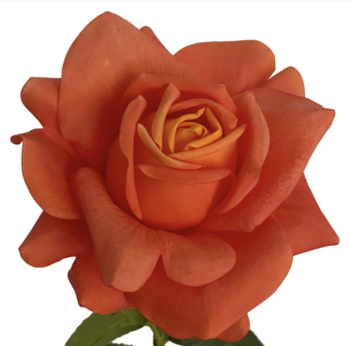 Silk Florals Hire Roses I Weddings & Events Ballina Byron Bay