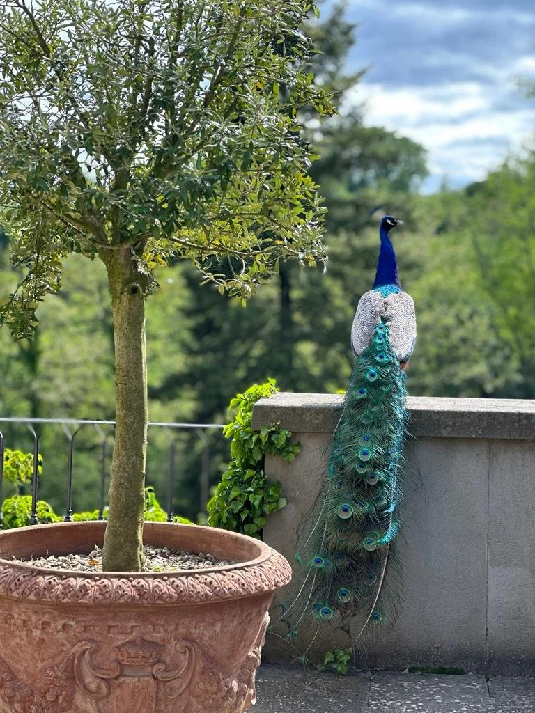 Un pavone con piume blu e verdi si posa su un muro di cemento, accanto a un vaso con un albero in vaso, su uno sfondo di natura verde e cielo azzurro con nuvole.
