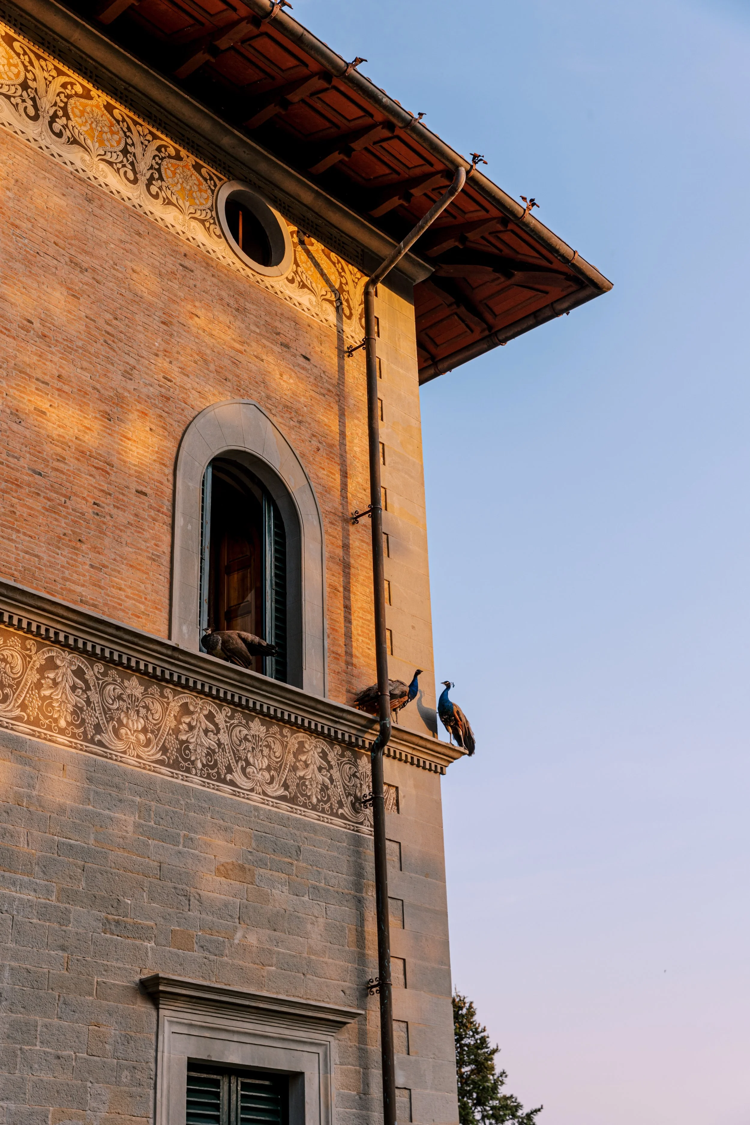 Edificio storico con mattoni rossi, decorazioni artistiche e una finestra con una finestra aperta da cui sporge un imprevedibile volatile. Sul parapetto dell'edificio si trovano due pavoni con piumaggi colorati in blu, verde e marrone, mentre un terz