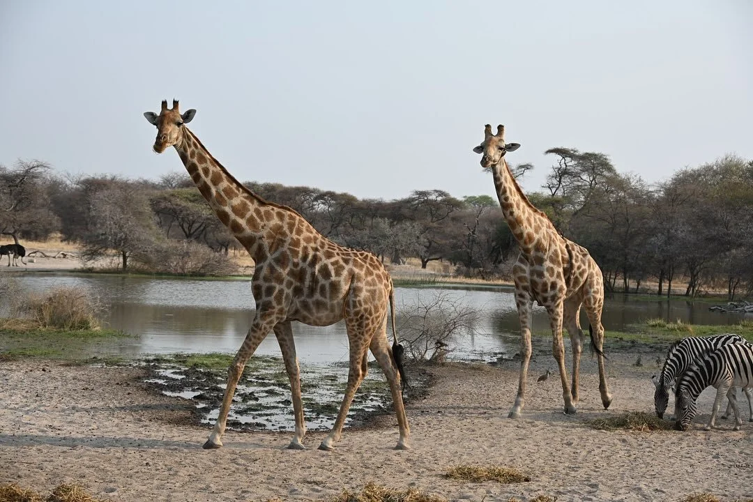 What a magical place @thamotelele  Incredible wildlife at this giraffe sanctuary in Botswana. Thanks to @matsonandridleysafaris for organising our trip. #thisisafrica🌍 #timeoutinBotswana @cameronanthes