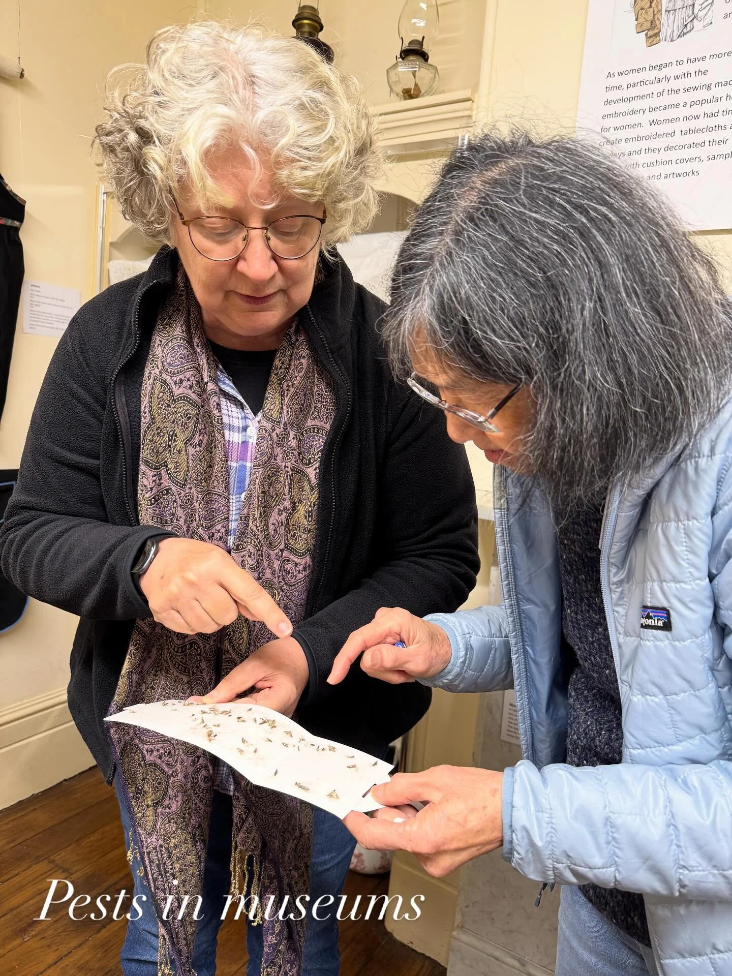 Robin and Jo counting clothes moths in a pheromone trap at Berry Museum. After discovering a couple of moths in the museum. We implemented a monitoring program to check the scale of the situation. The traps indicated a real concern. This prompted pre