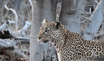 What an absolutely incredible experience to be on safari with Sam from @wilderness_dawning_safaris , which was organised by the amazing Tammie from @matsonandridleysafaris . From the first moment Sam met us at our flight into the Delta to the last ga