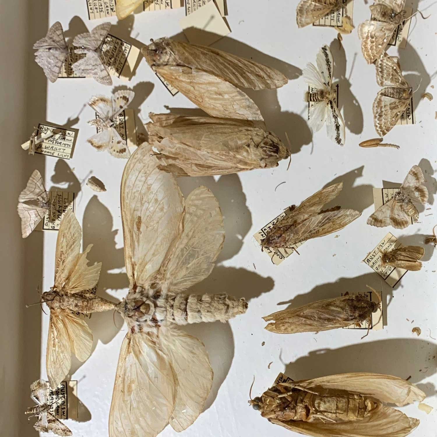 Museum collection of moths