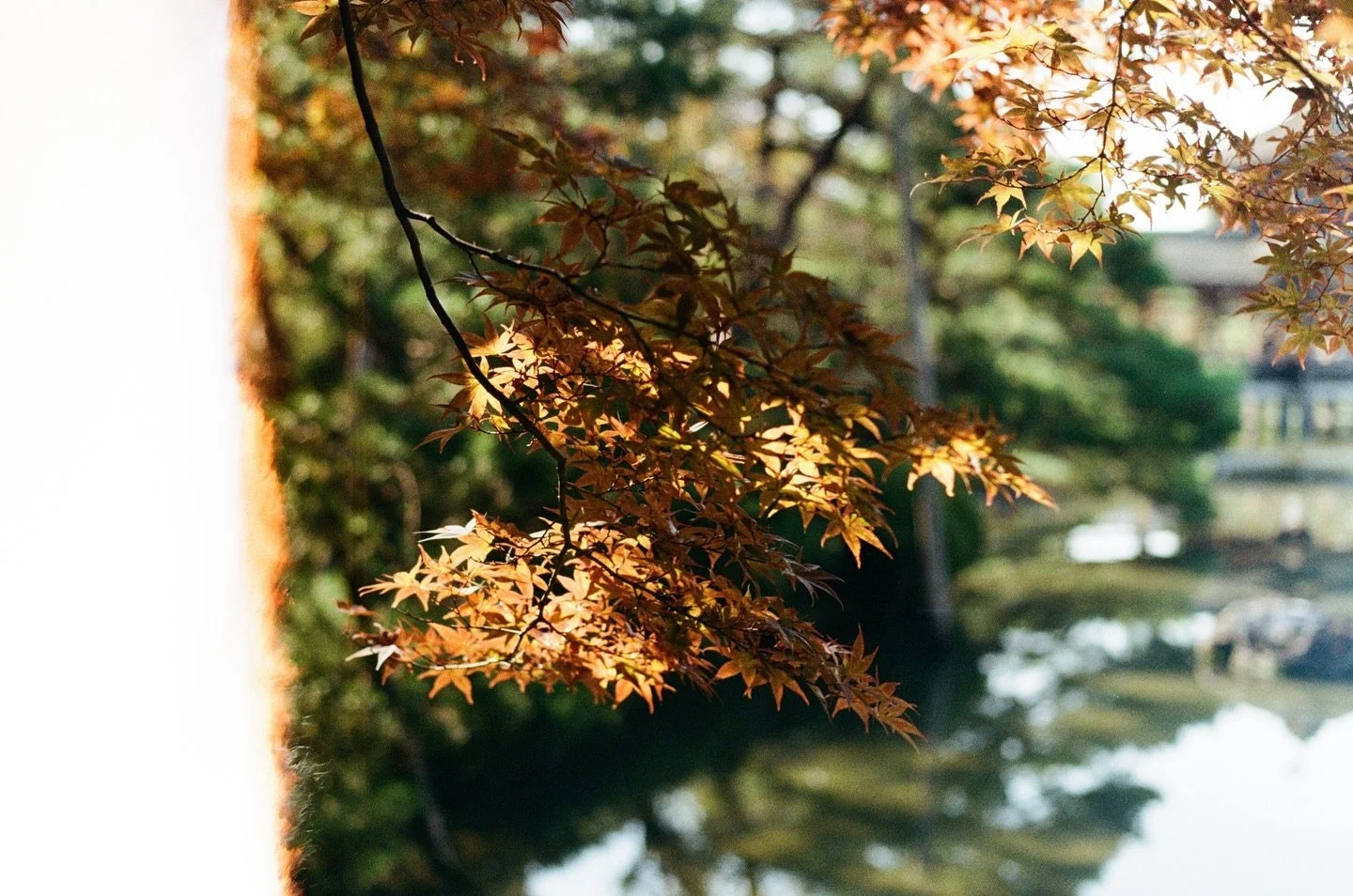 the beauty of the world turning as warm as maple 🍁🍂 
my absolute favorite time of the year

October 2023 &bull; Kyoto, Japan &bull; Pentax K1000 &bull; #35mm | Fuji 200
Developed &amp; scanned by @cairoanalogsociety 
&bull;
&bull;
&bull;
[ #fuji200