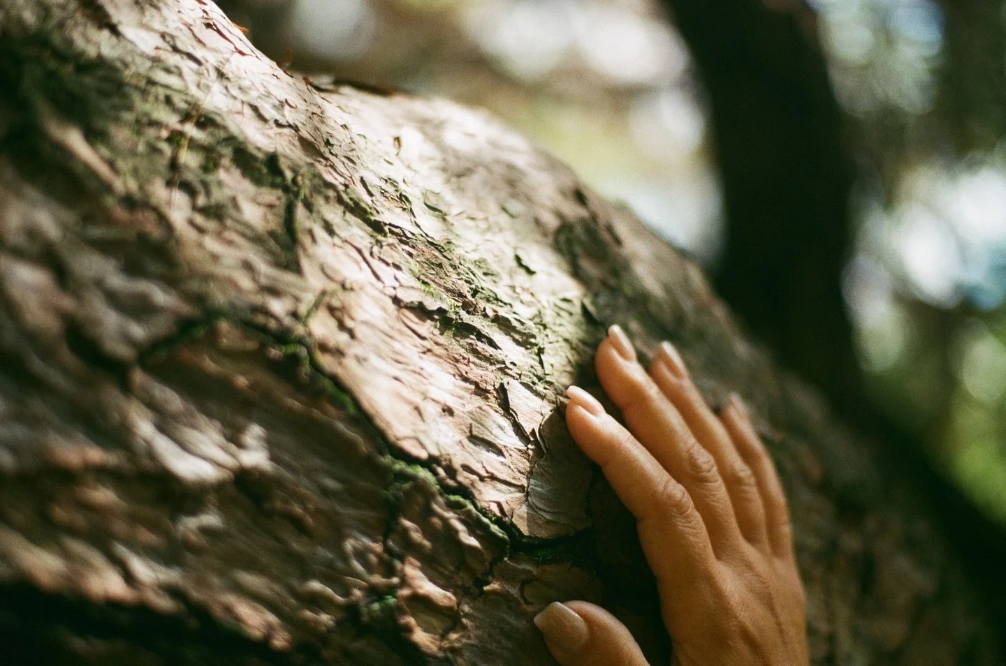 the earth welcomes me as one of its own, and continues to sing me a song of eternity&hellip;

October 2024 &bull; Heian Shrine Garden | Kyoto, Japan &bull; Pentax K1000 &bull; #35mm | Fuji C200

Developed &amp; scanned by @cairoanalogsociety