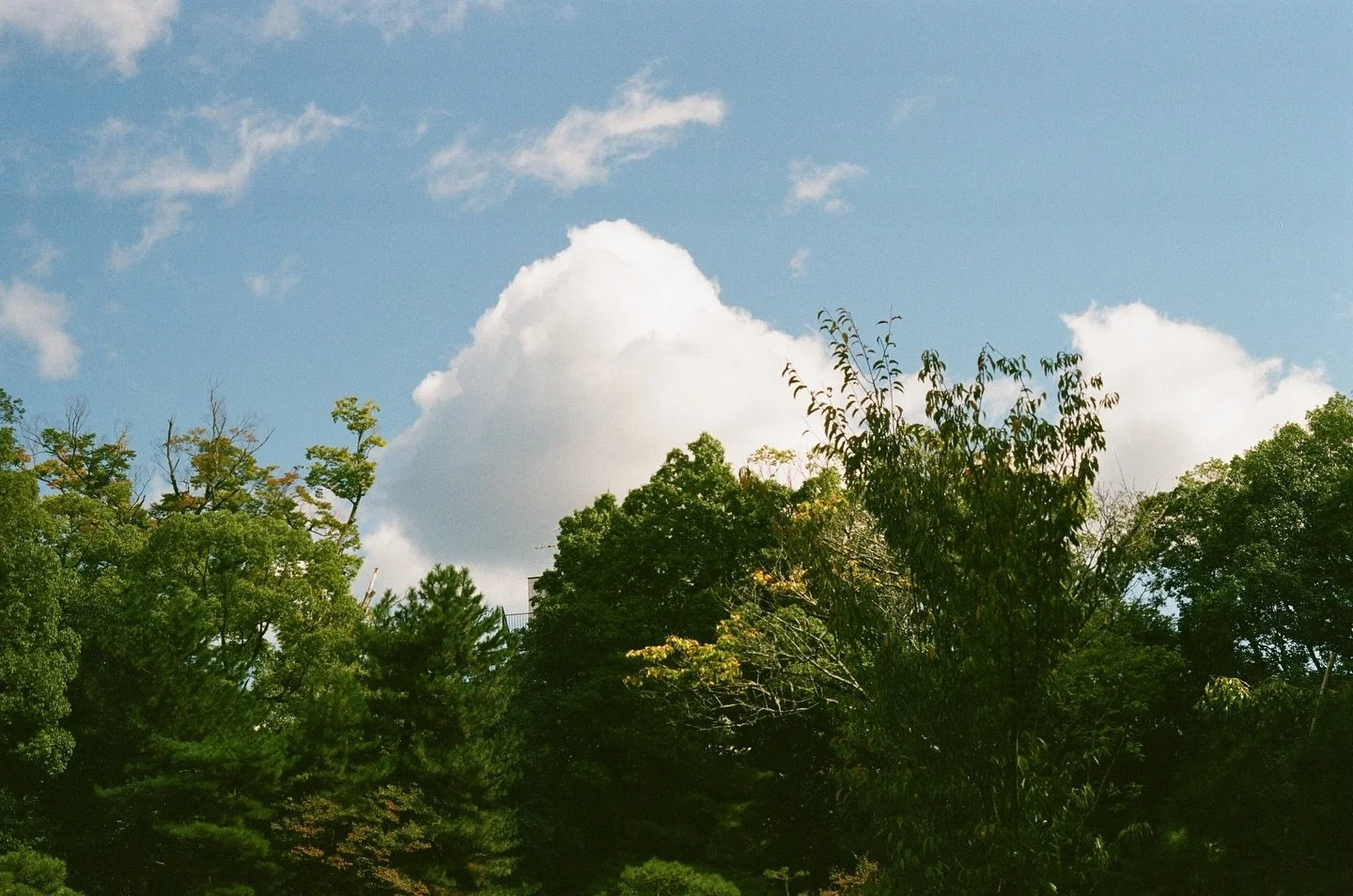 what I chase are more scenes that make me long for more time in this world &mdash; as simple, as fascinating, as soothing as they can be&hellip;

October 2024 &bull; Heian Shrine Garden | Kyoto, Japan &bull; Pentax K1000 &bull; #35mm | Fuji C200

Dev