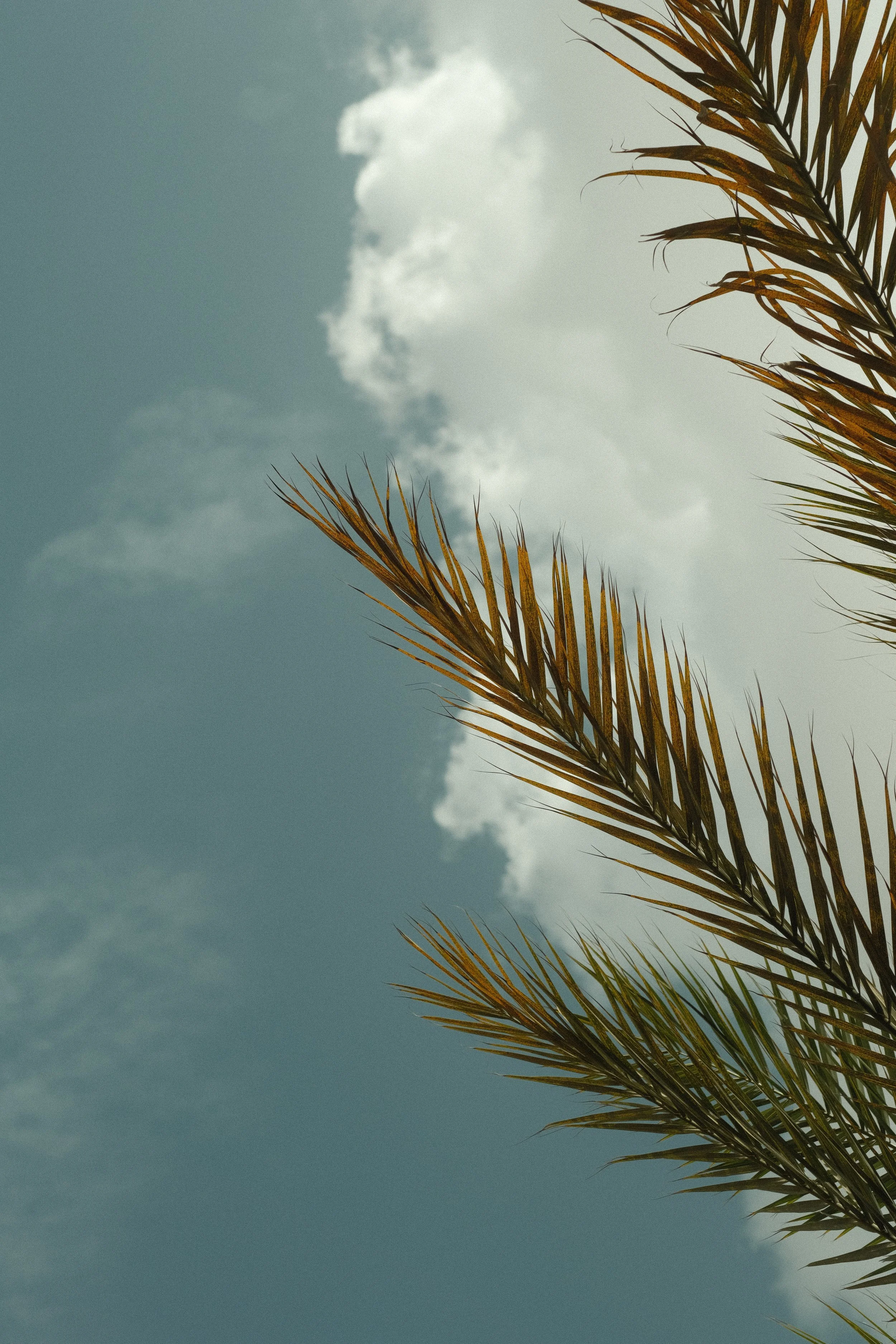 Dainties | Lu-3941.jpeg