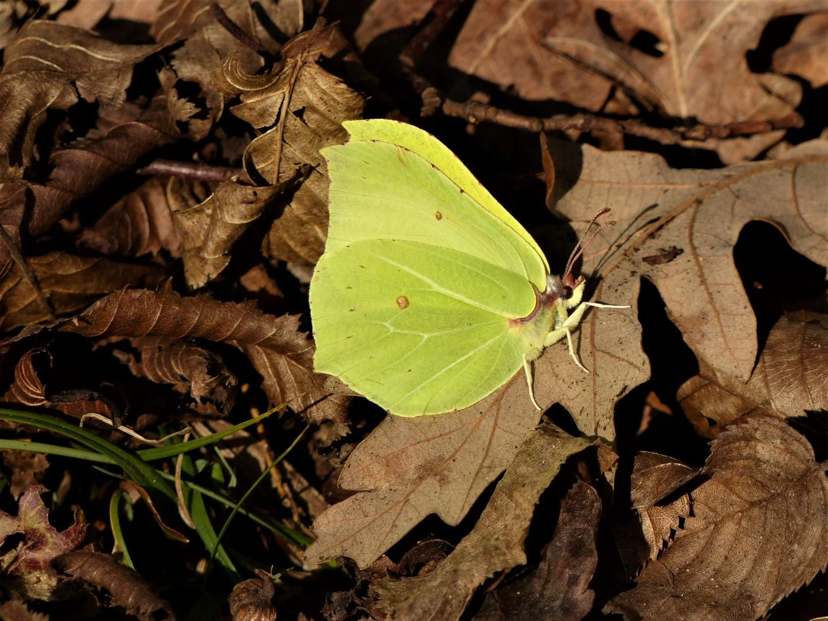 National Brimstone Lift-off Hour