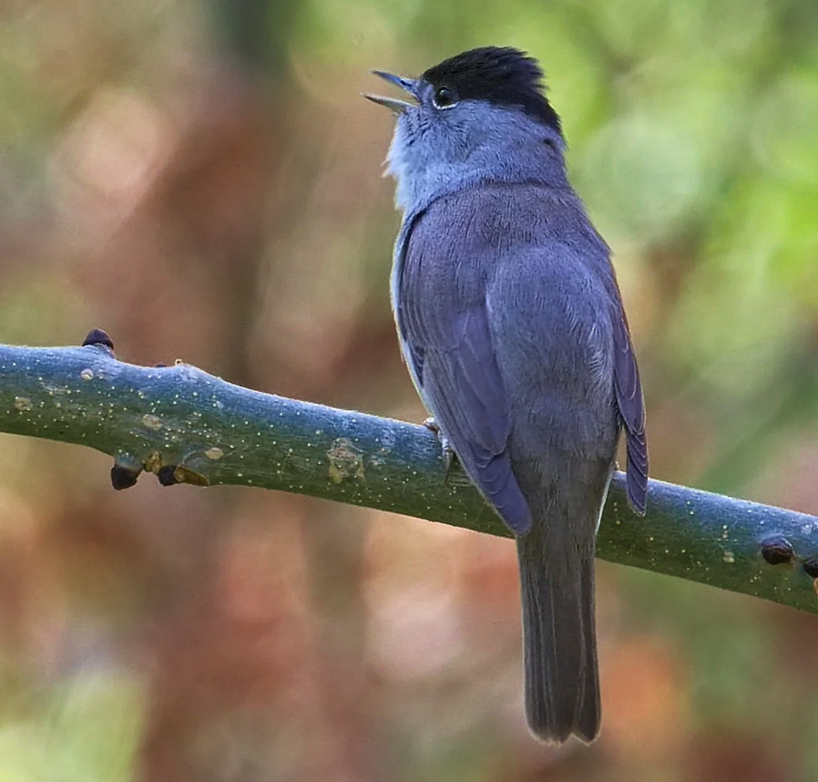 Meet the blackcap