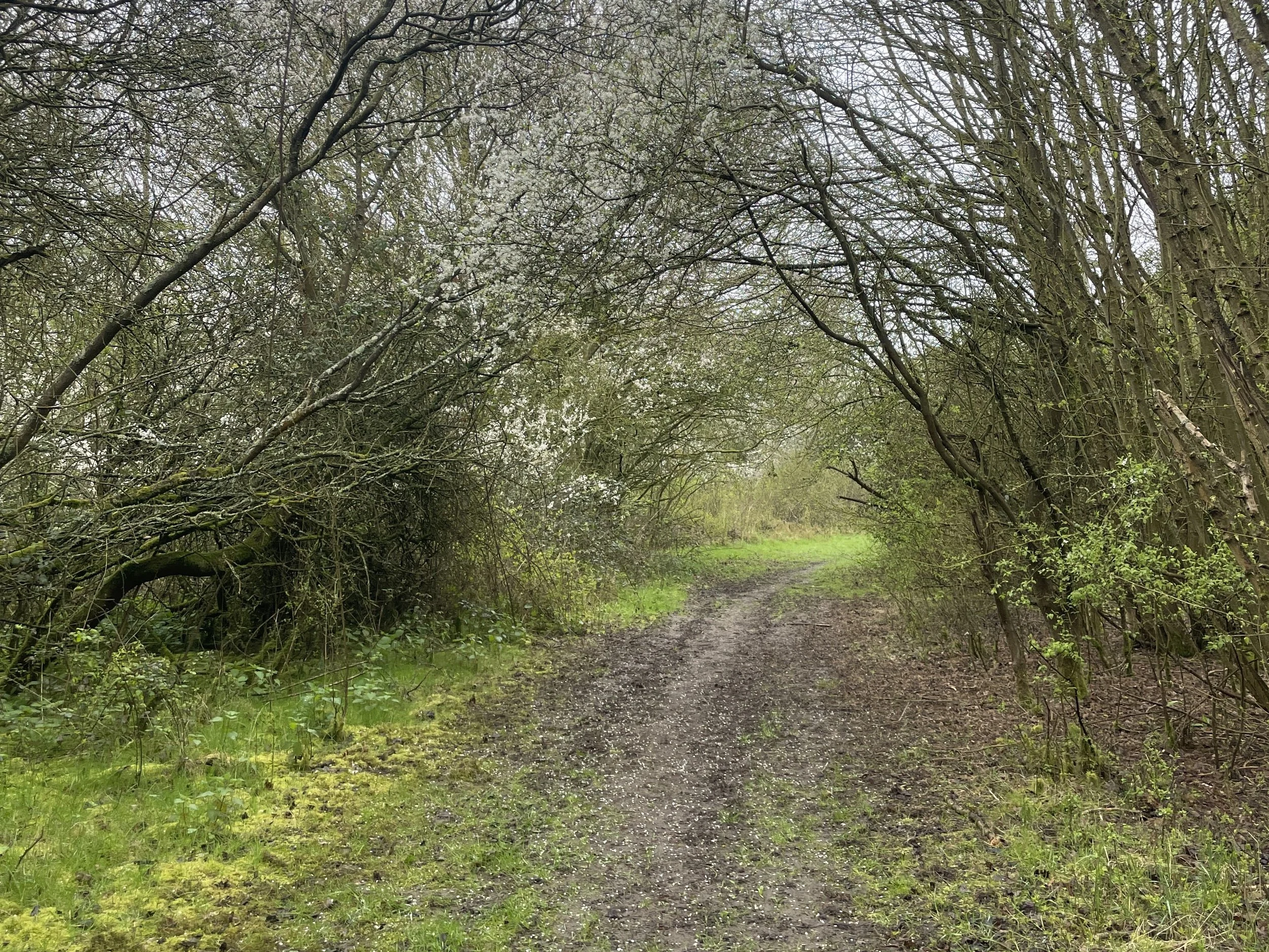 The woods begin to blossom