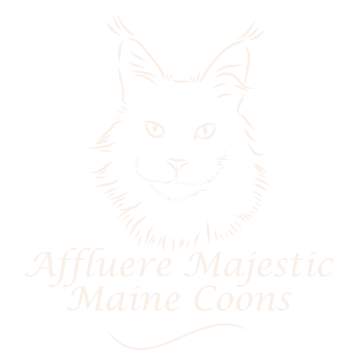 Affluere Majestic Maine Coons