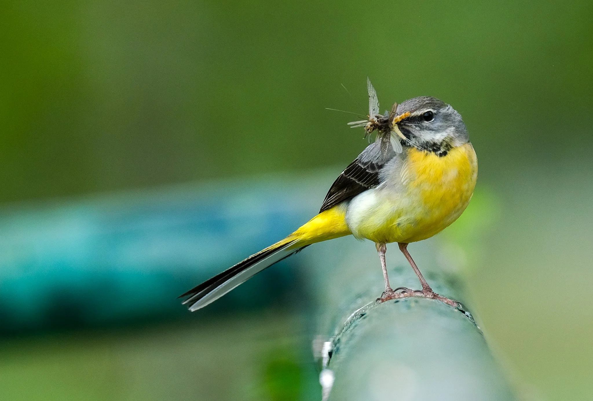 Grey Wagtail.jpg