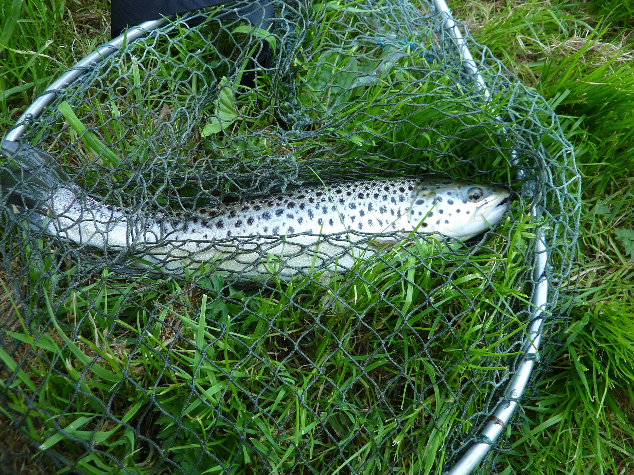 Test sea trout.JPG