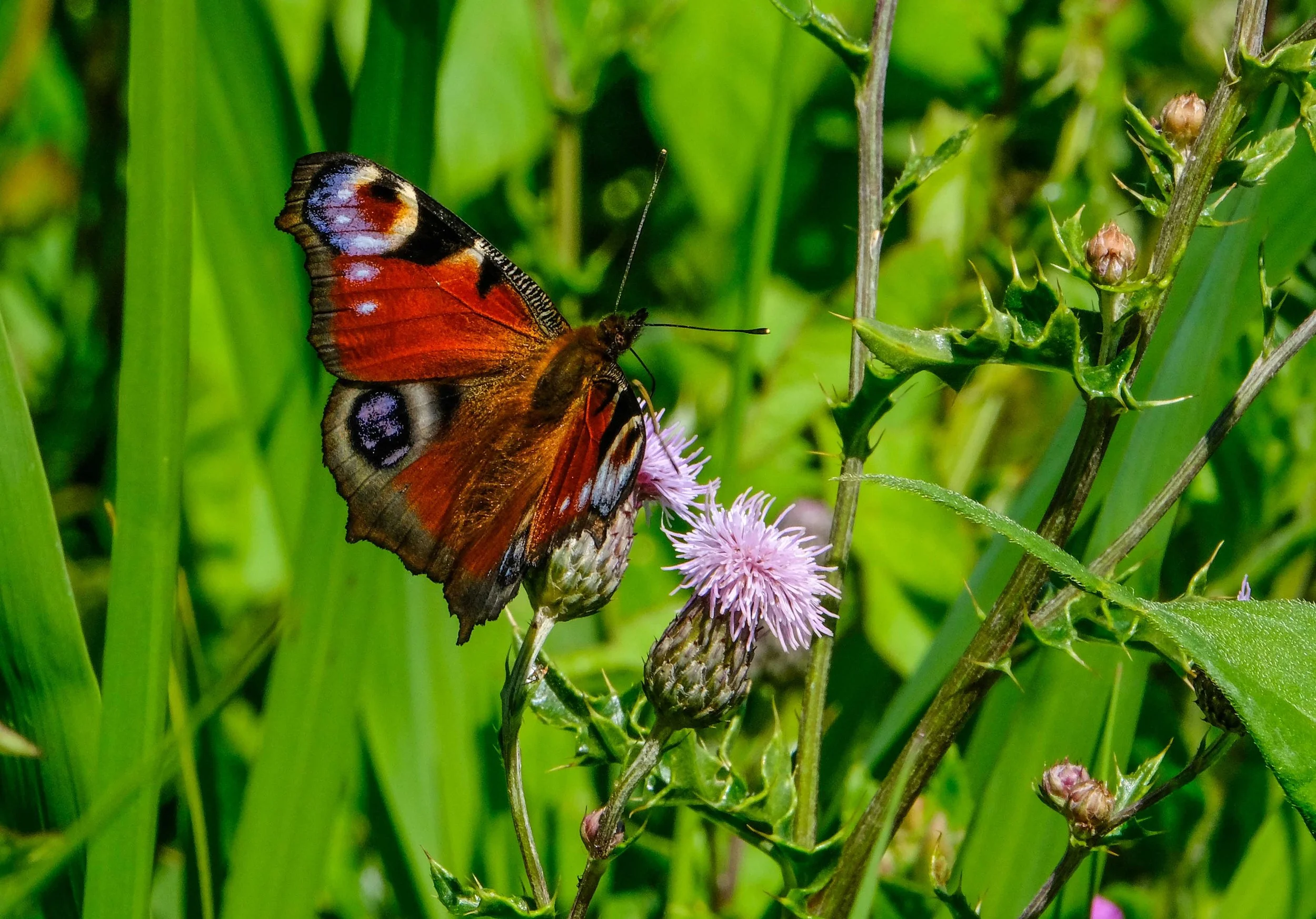 Peacock butterfly.jpg