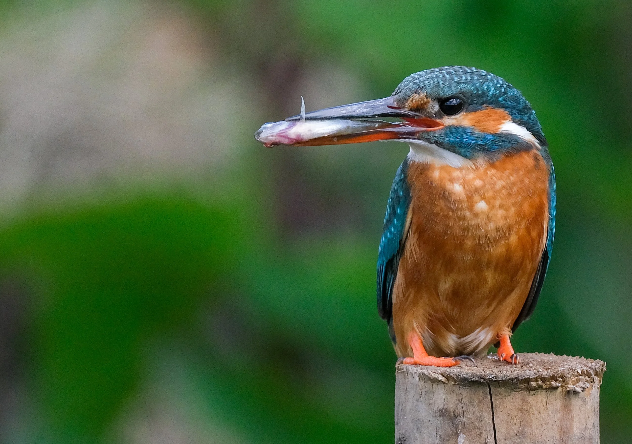 Kingfisher - Female .jpg