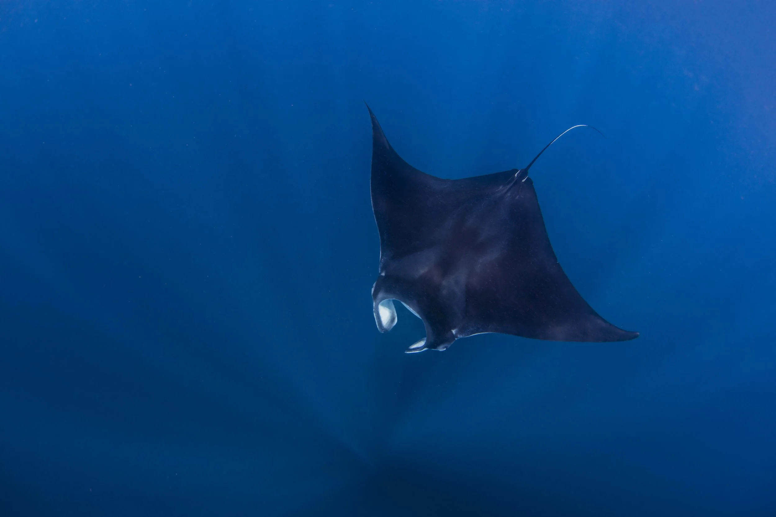 reef-mantas-near-isla-mujeres-mexico-2026-01-09-09-12-18-utc.jpg