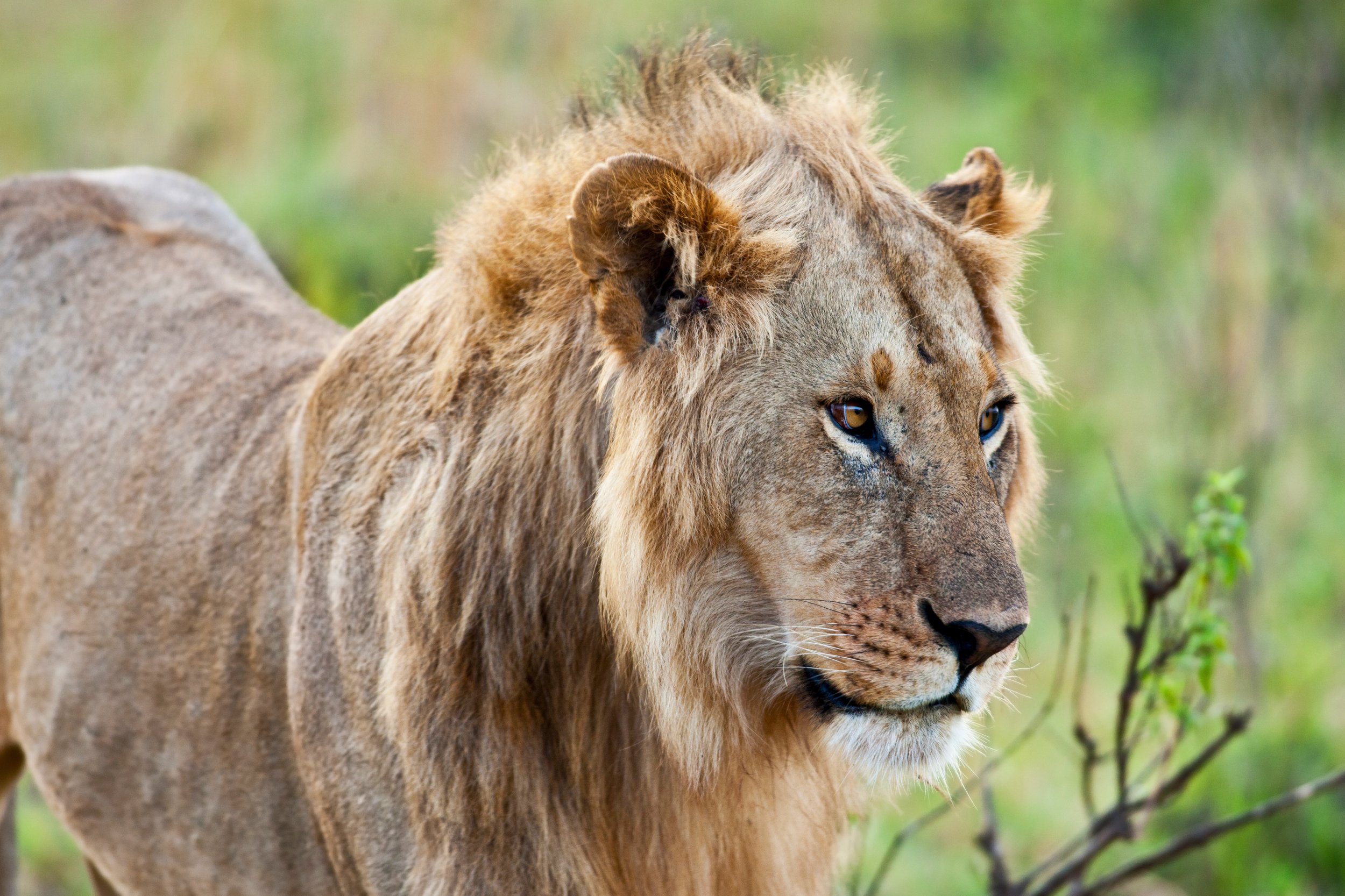 male-african-lion-in-the-maasai-mara-kenya-2026-01-09-14-30-26-utc.jpg