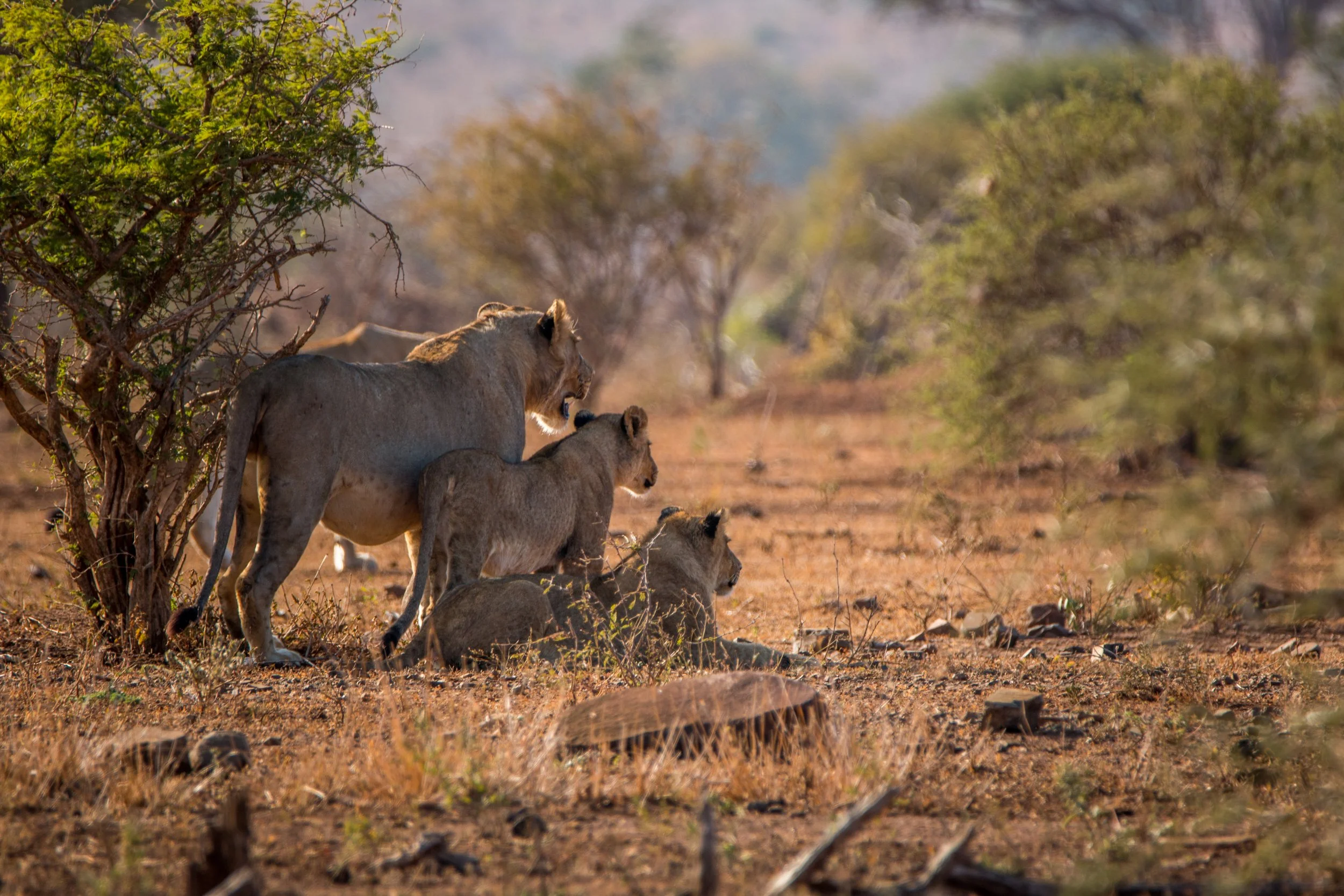three-lions-starring-in-the-kruger-national-park-2026-01-07-06-59-48-utc.jpg