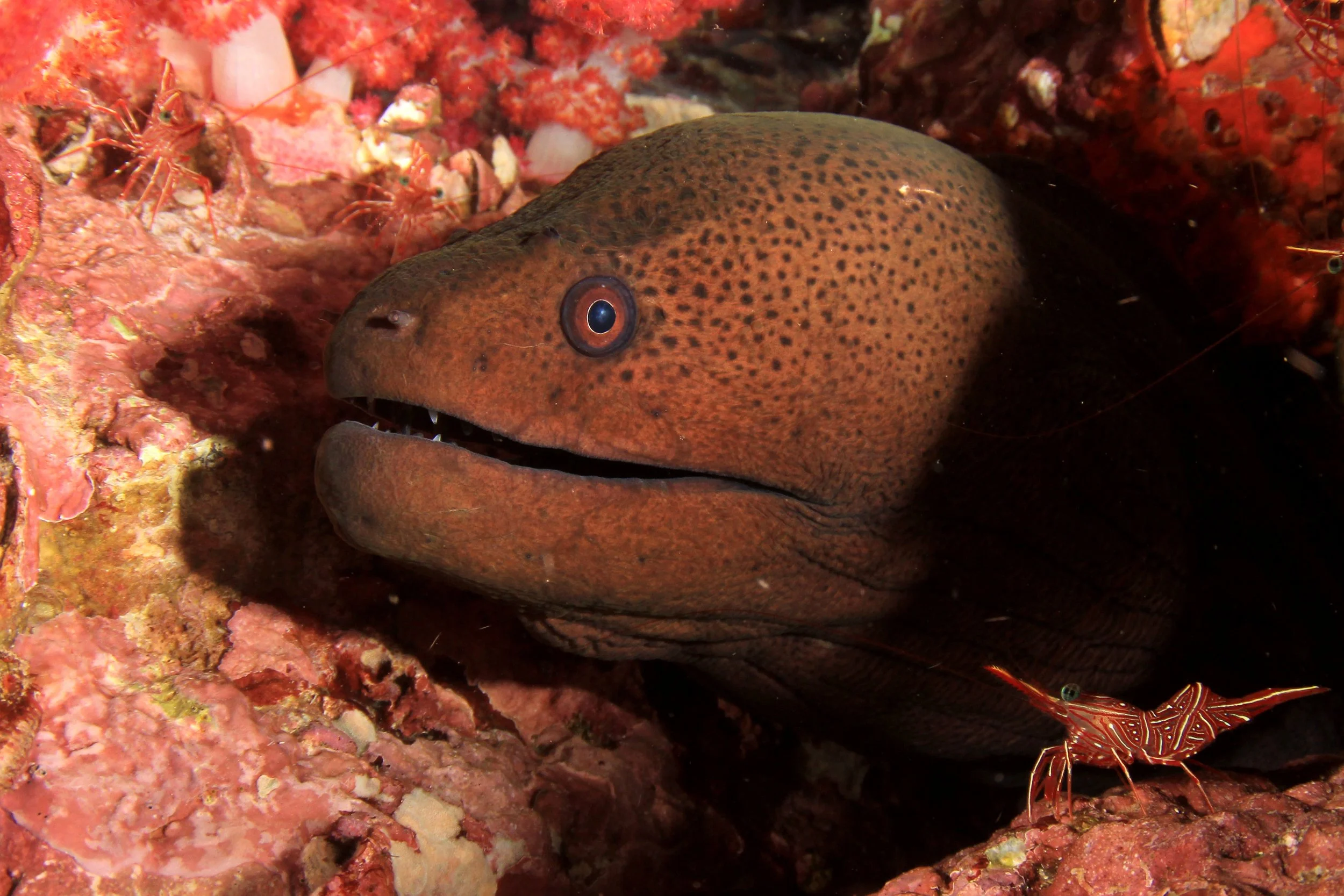giant-moray-eel-2026-01-09-14-07-58-utc.jpg