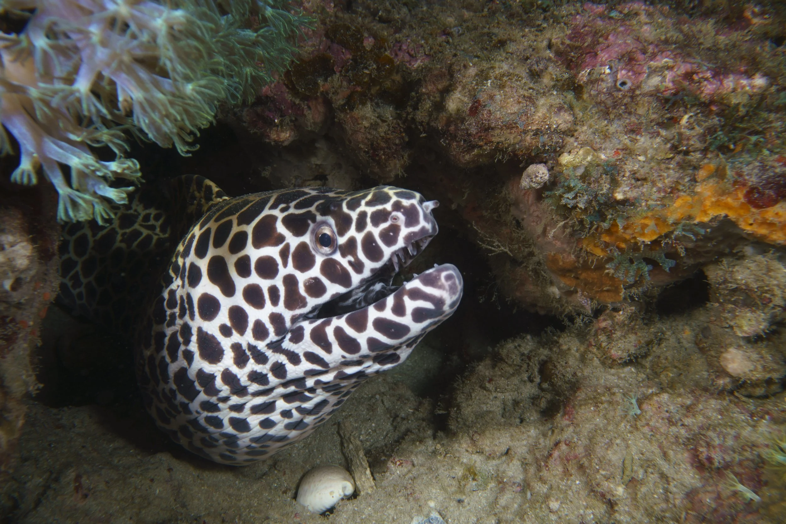 1 Luca_Crudeli_ILCE-7RM320190622.jpg