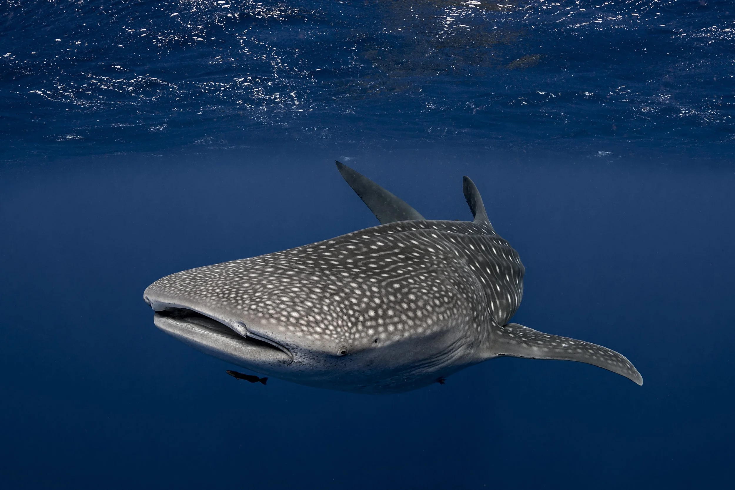 whale-shark-in-the-waters-of-tonga-2026-01-09-08-34-51-utc.jpg