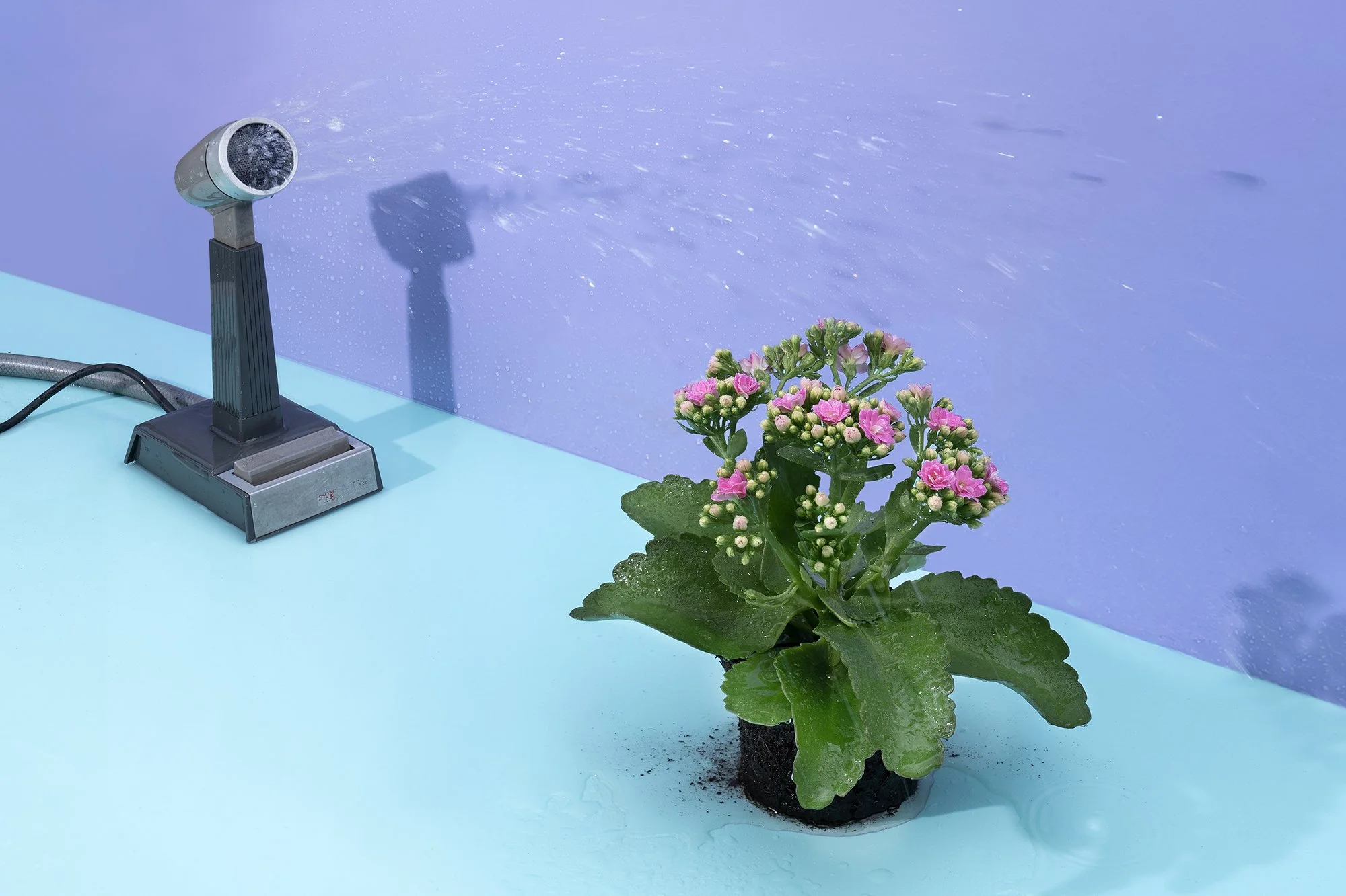 A potted flowering plant with pink and white flowers on a light blue surface, with a small spotlight directed at it, casting a shadow on the blue background.