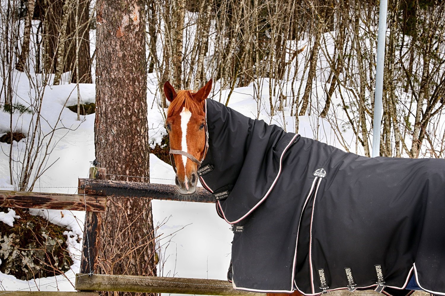 ARRIVA LA NEVE ED IL GRANDE FREDDO; I BENEFICI DI ECOHORSE