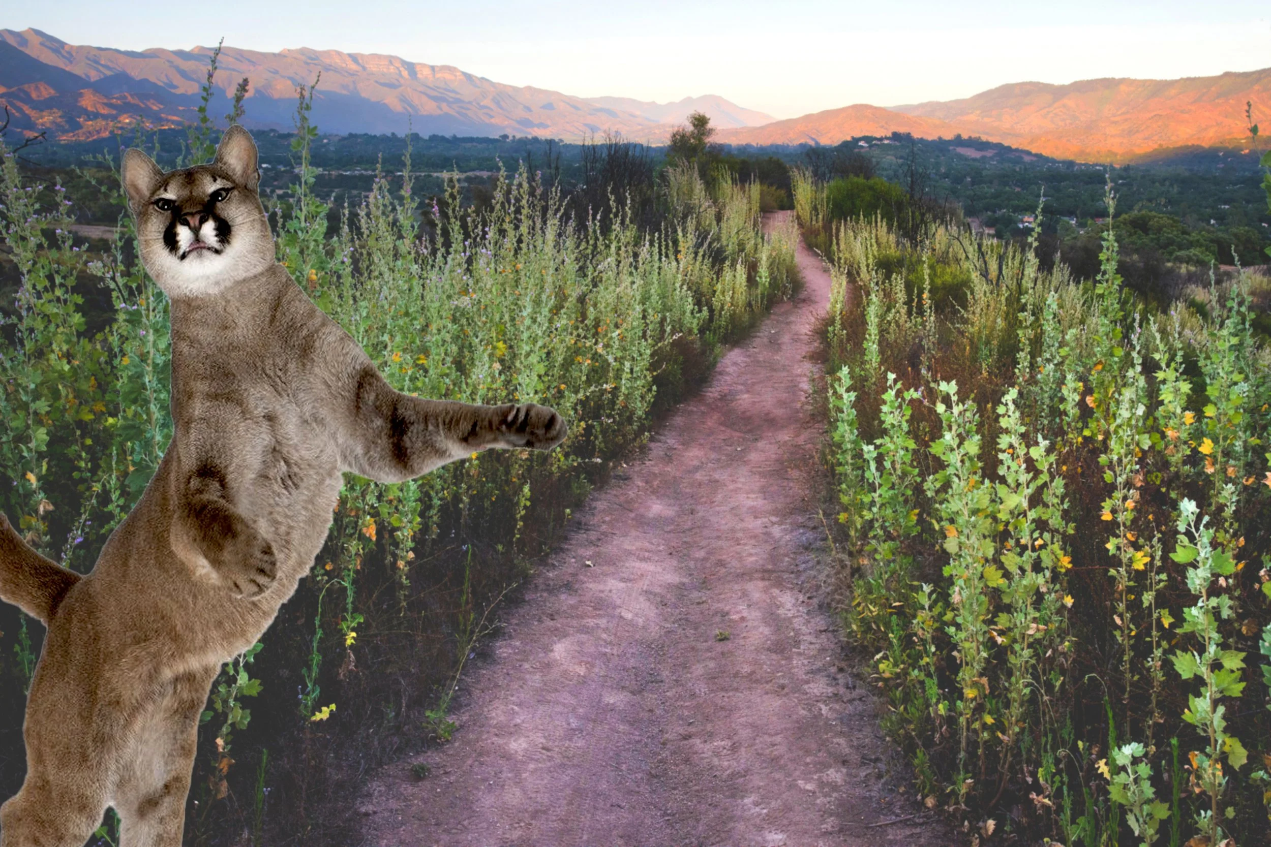 Mountain Lions — Ojai Valley Land Conservancy