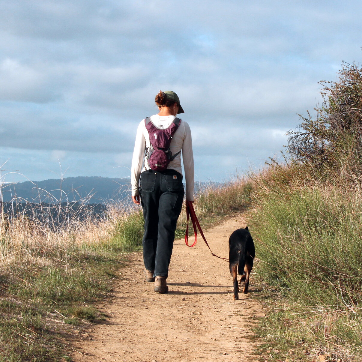 COYOTE INCIDENT
Yesterday at 7:30am  a couple who have the custom of walking in a loop from West Lomita accessing the Ventura River Preserve at Riverview Trailhead and walking to the River Rock Ranch where they board horses had their Chihuahua attack