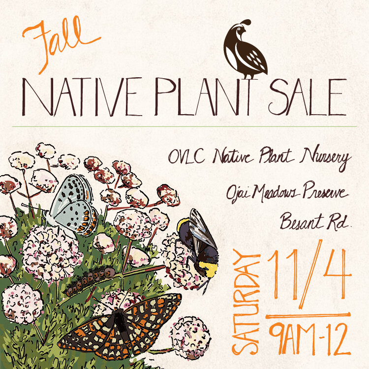 FALL NATIVE PLANT SALE
Our Fall Native Plant Sale is this Saturday, November 4 from 9am-12pm at the Ojai Meadows Preserve Native Plant Nursery off of Besant Rd. Come learn about our new program Rewild Ojai and get native plants for your garden. Swipe