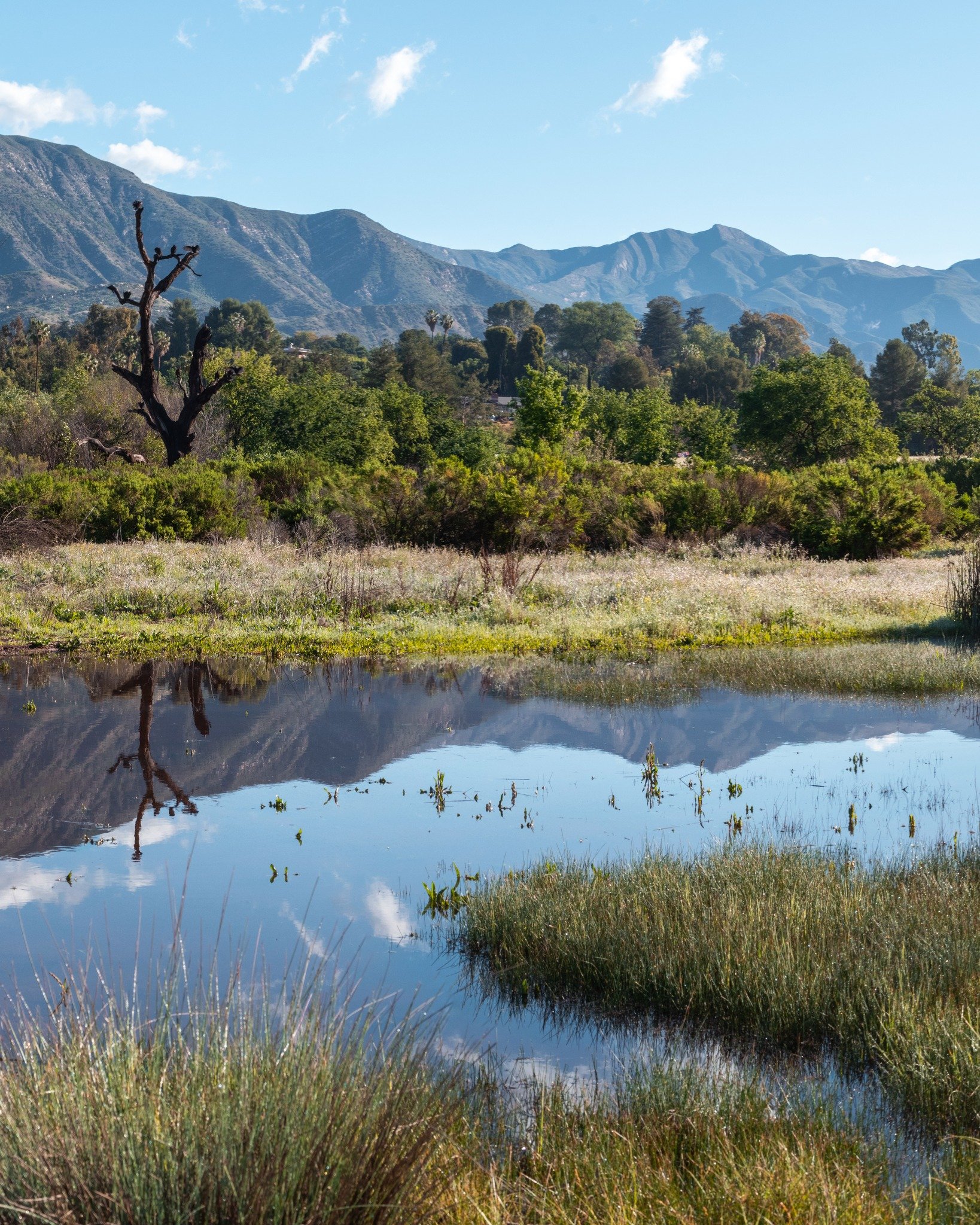 MORNING MEDITATION AT THE OJAI MEADOWS PRESERVE - FREE EVENT
In collaboration with the Ojai Music Festival

Join us and the 2025 Ojai Music Festival for a free morning meditation at the Ojai Meadows Preserve this Saturday, June 7 at 8 AM. Settle into